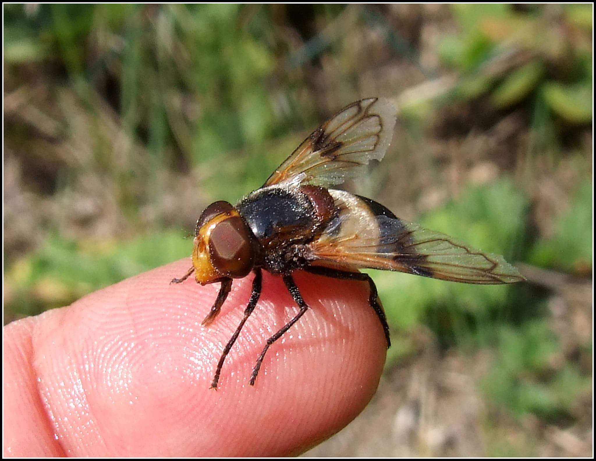 "Volucella pellucens" female ...
