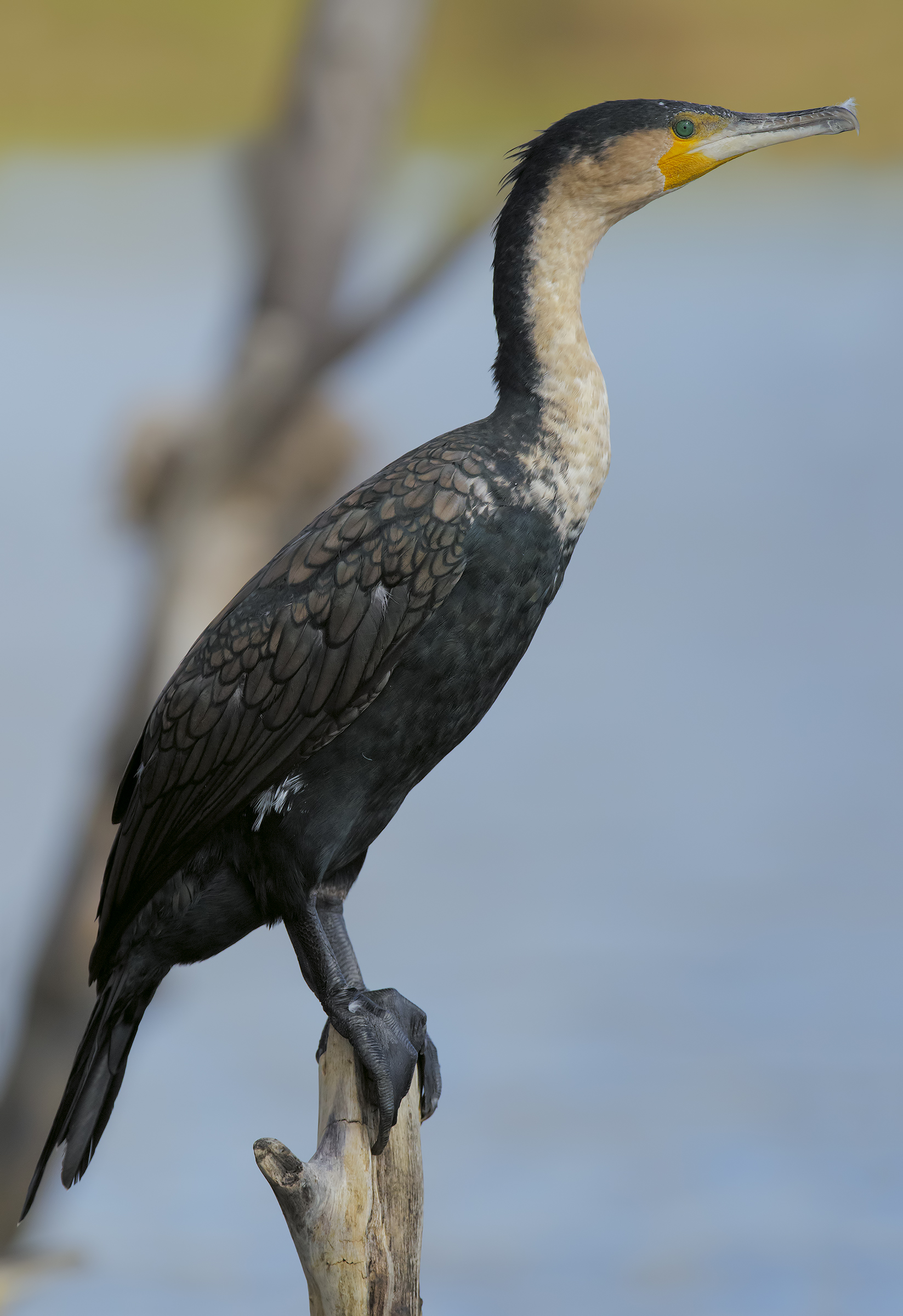 The Naivasha Cormorant