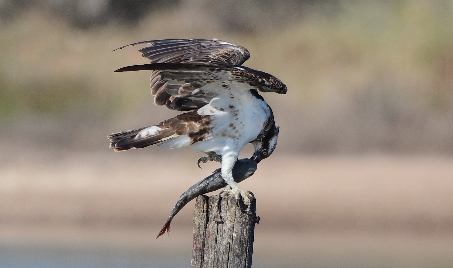 The sad end of the prey