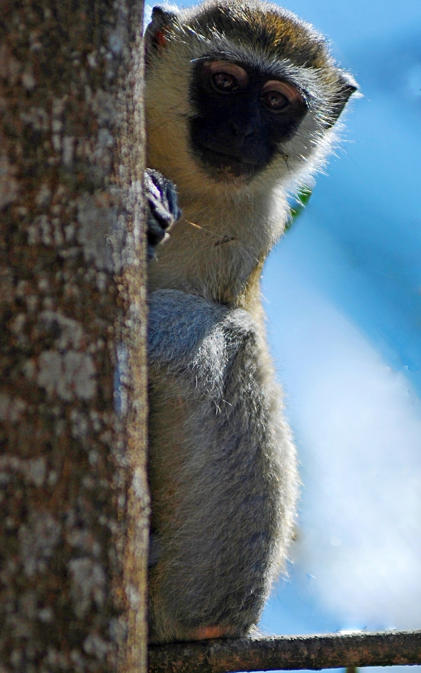 scimmietta simpatica