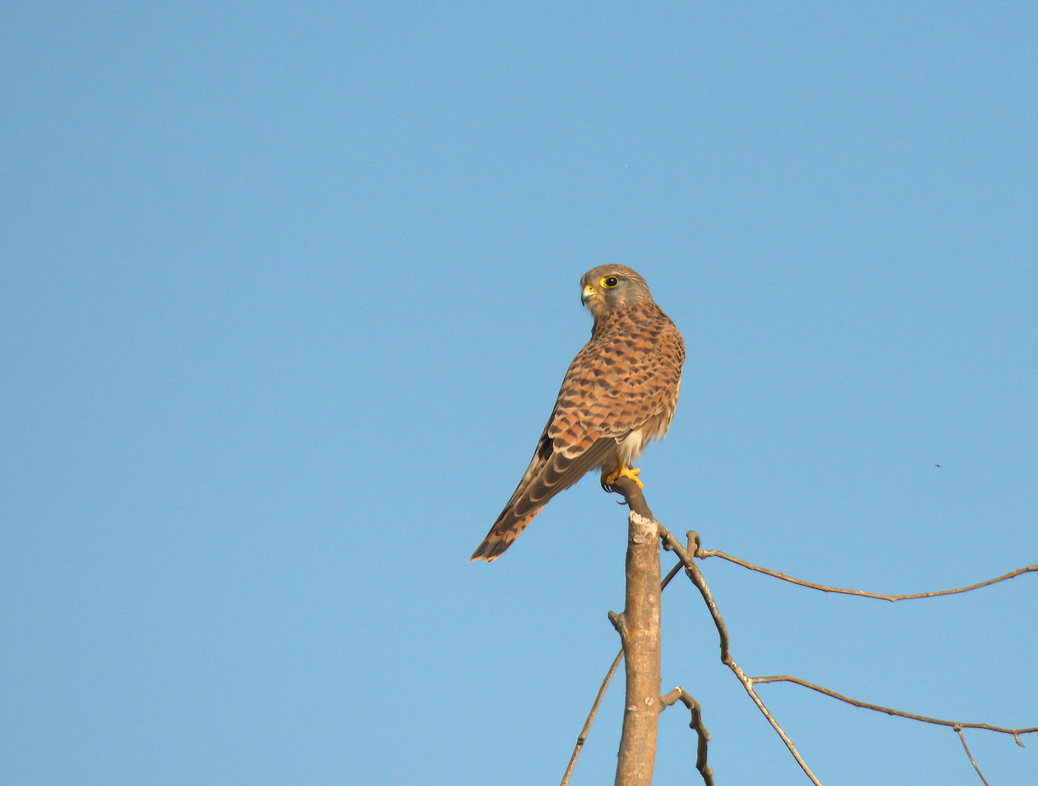 Kestrel