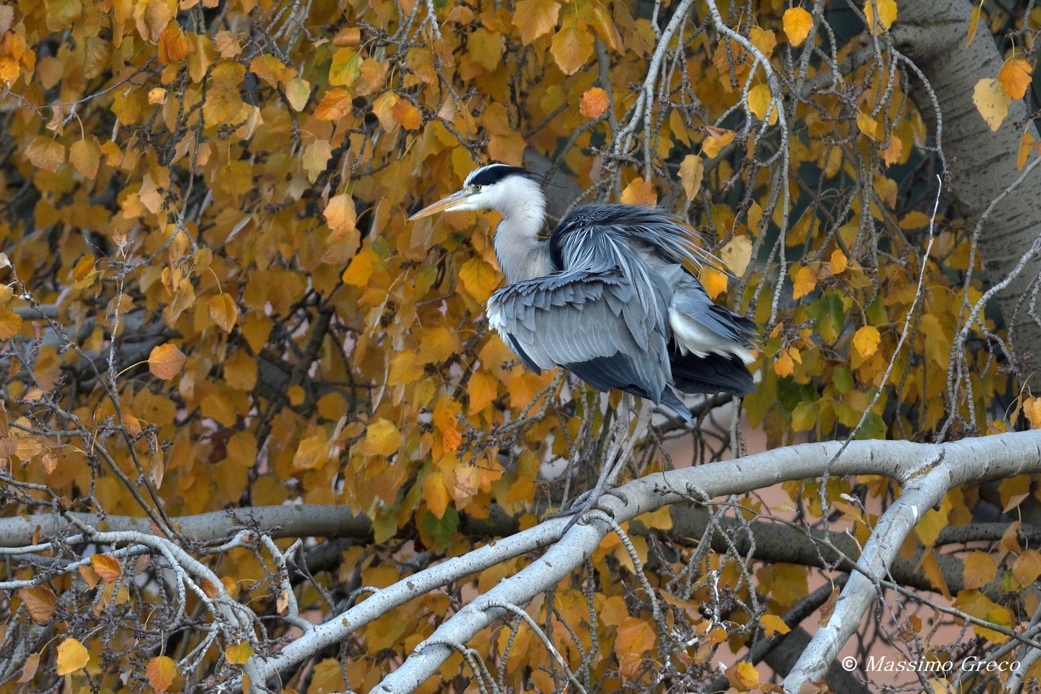 Airone cenerino (Ricordando Klimt...)