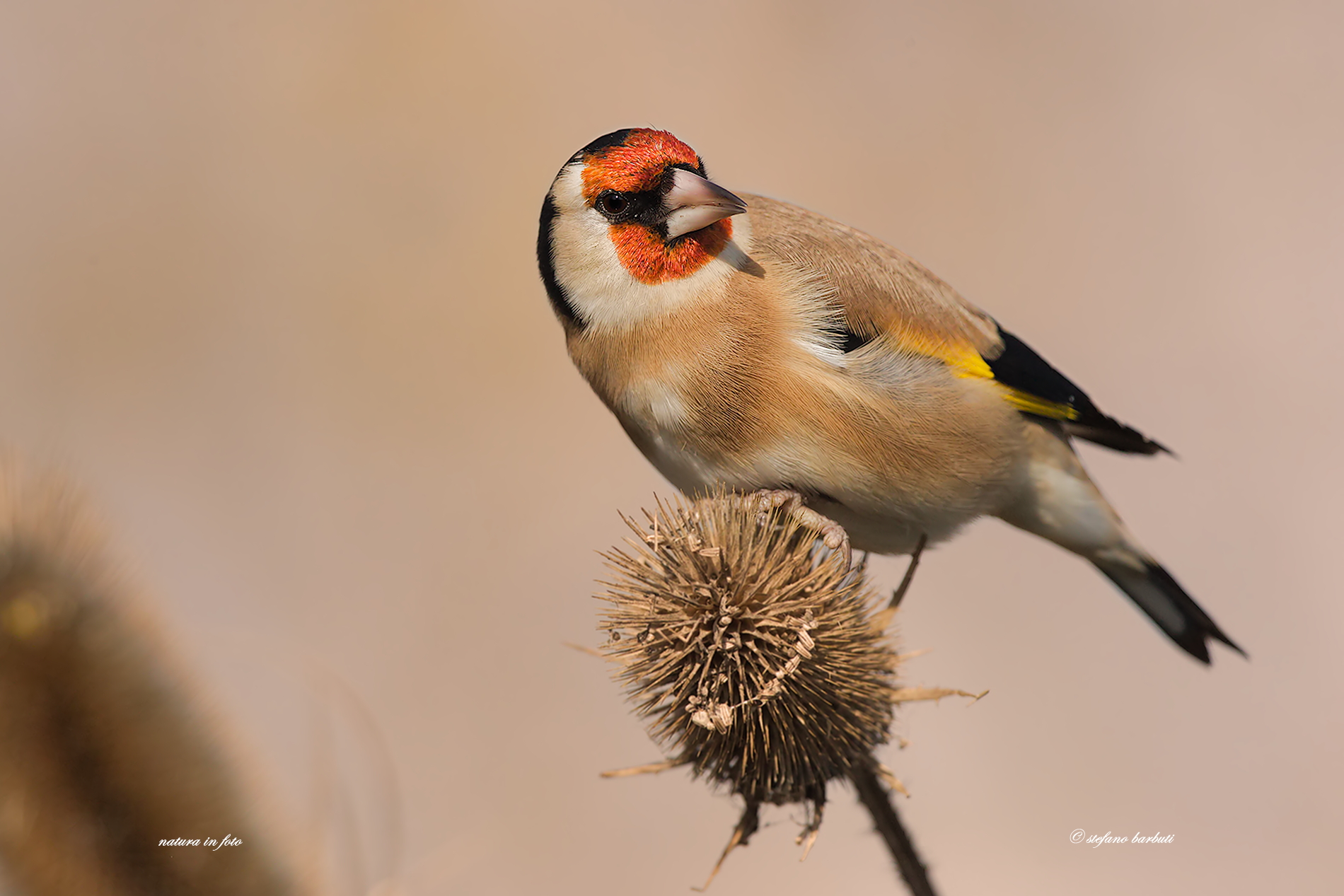Male kale ..... the elegance .....