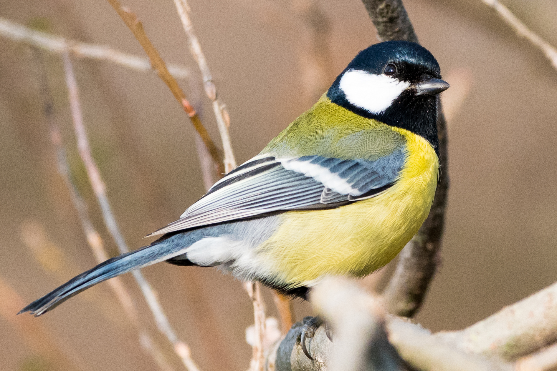Great Tit