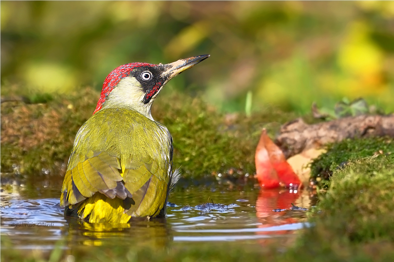 Picchio verde (Picus viridis)