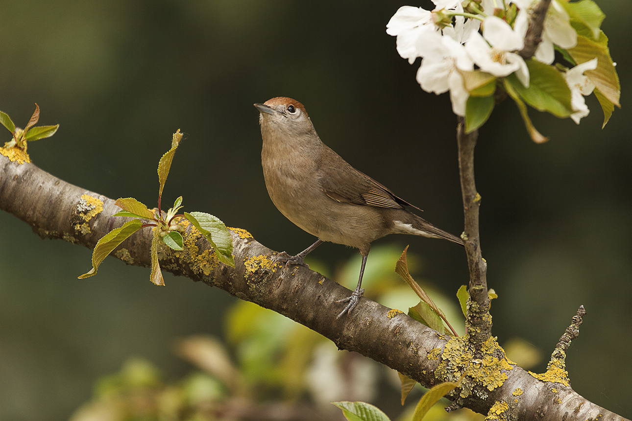 The curious observer