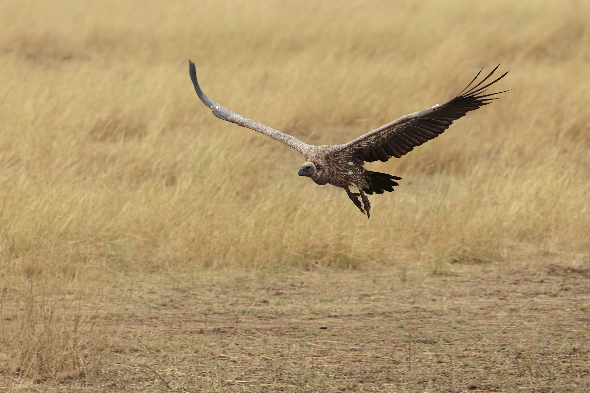 Planed on the carogna