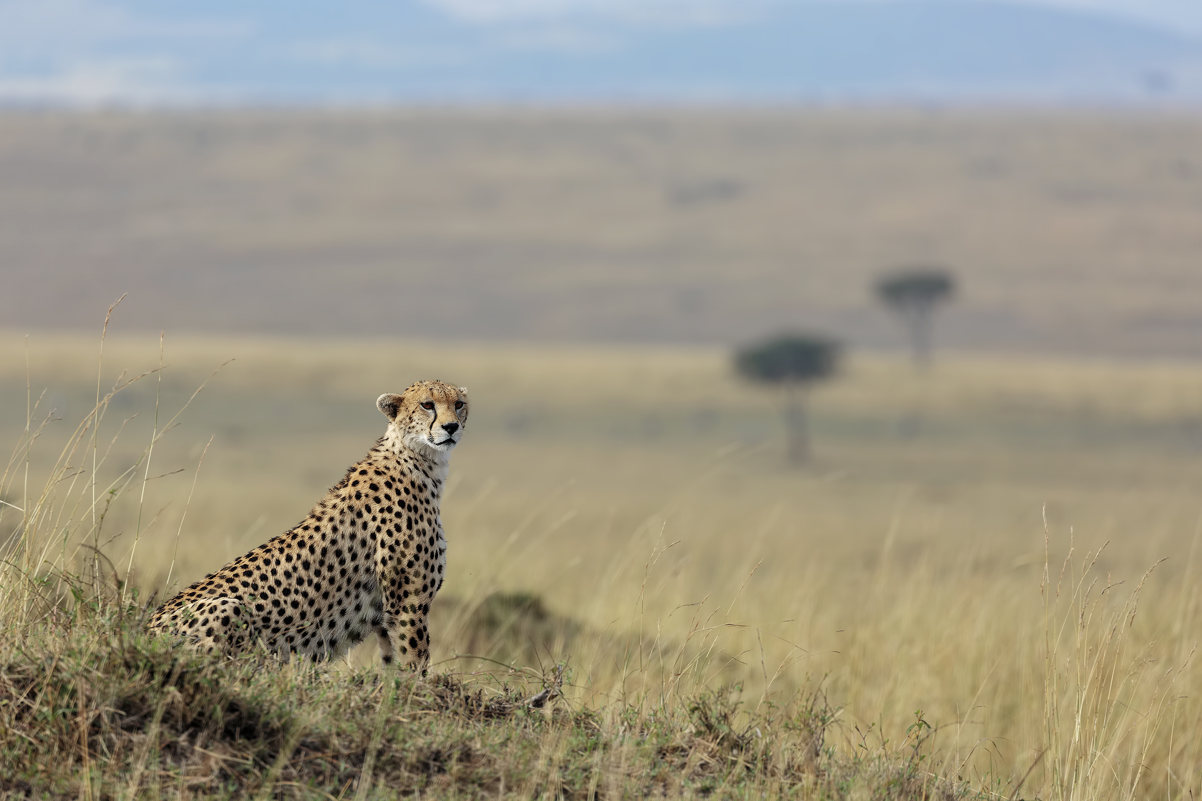 In sight on the plain