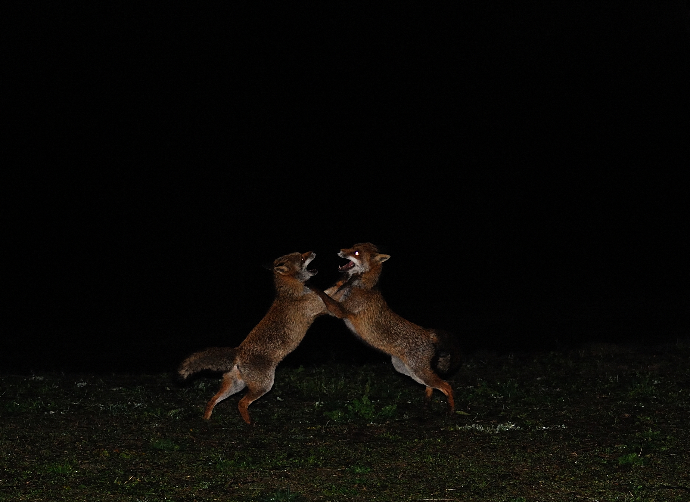 Foxes in fighting