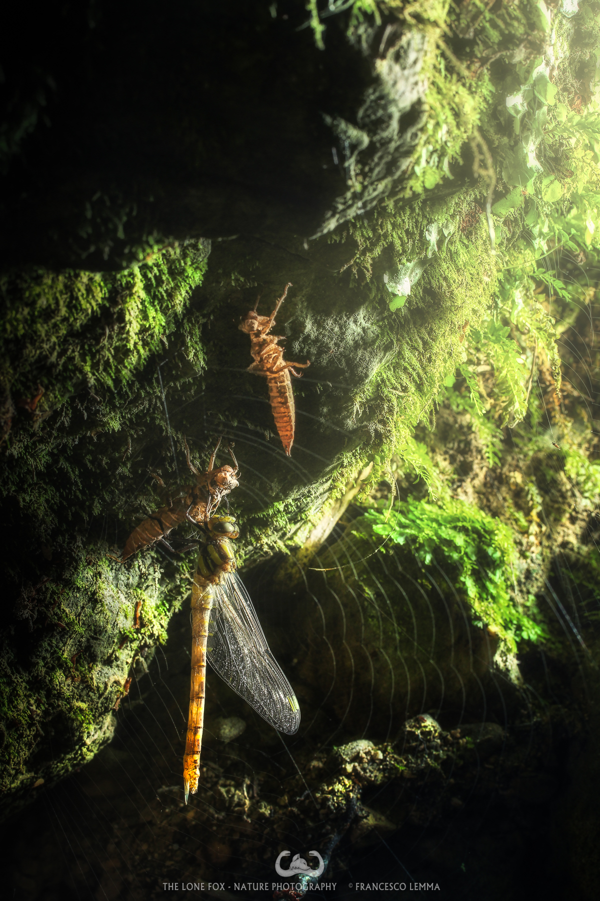 A Dangerous Beginning