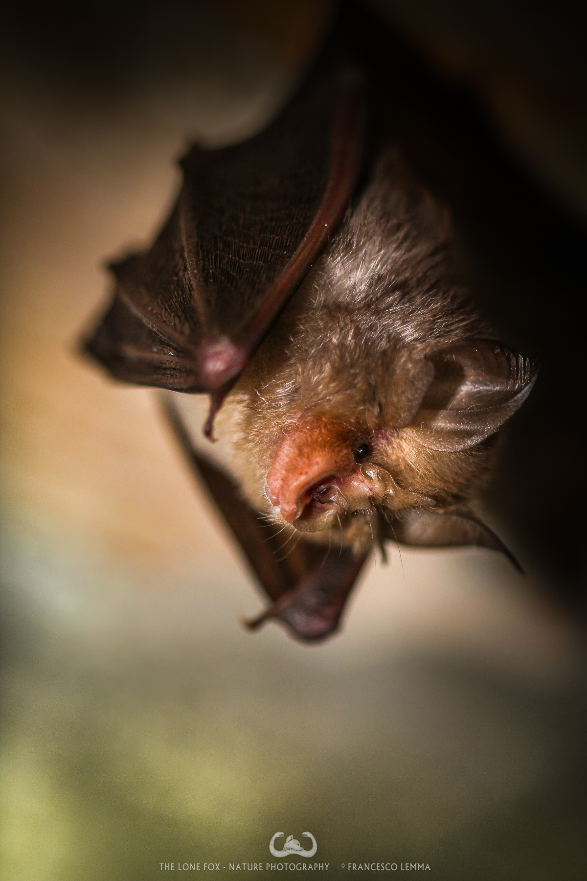 Bat
