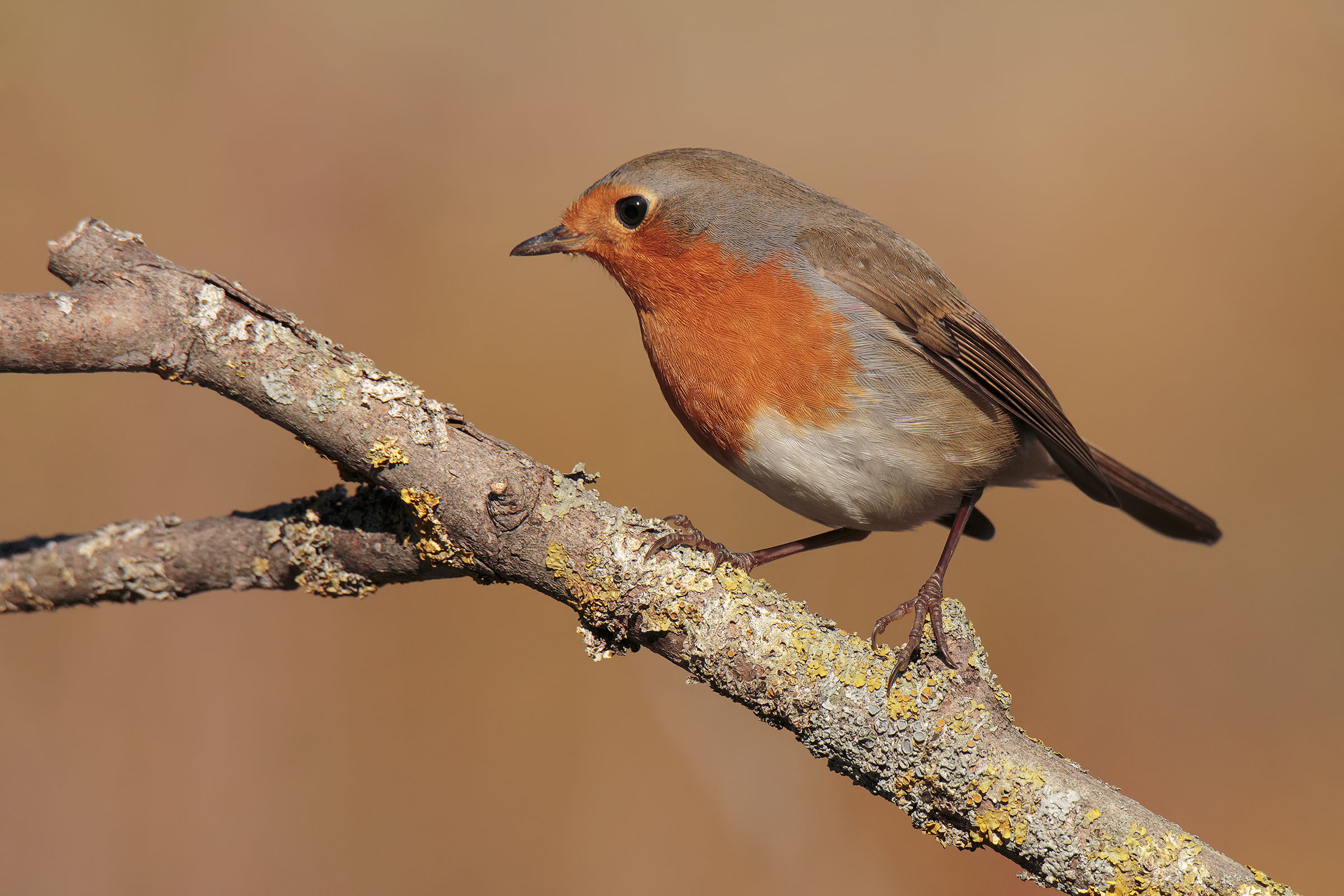 Robin