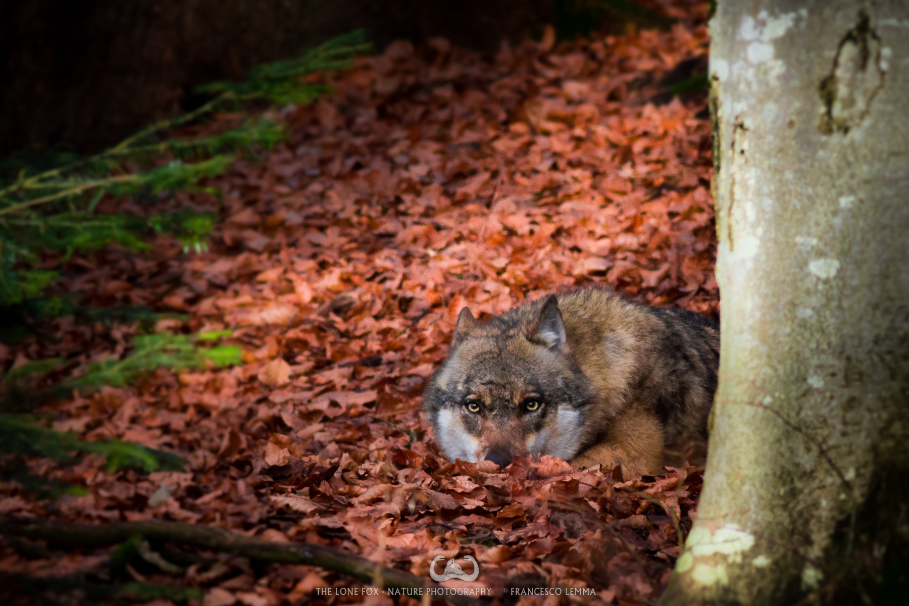 The nose in the leaves
