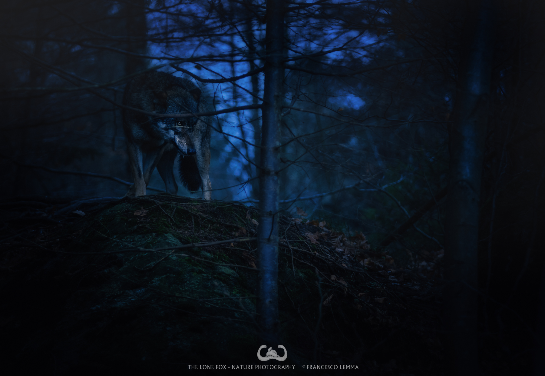 Eyes in the Darkness