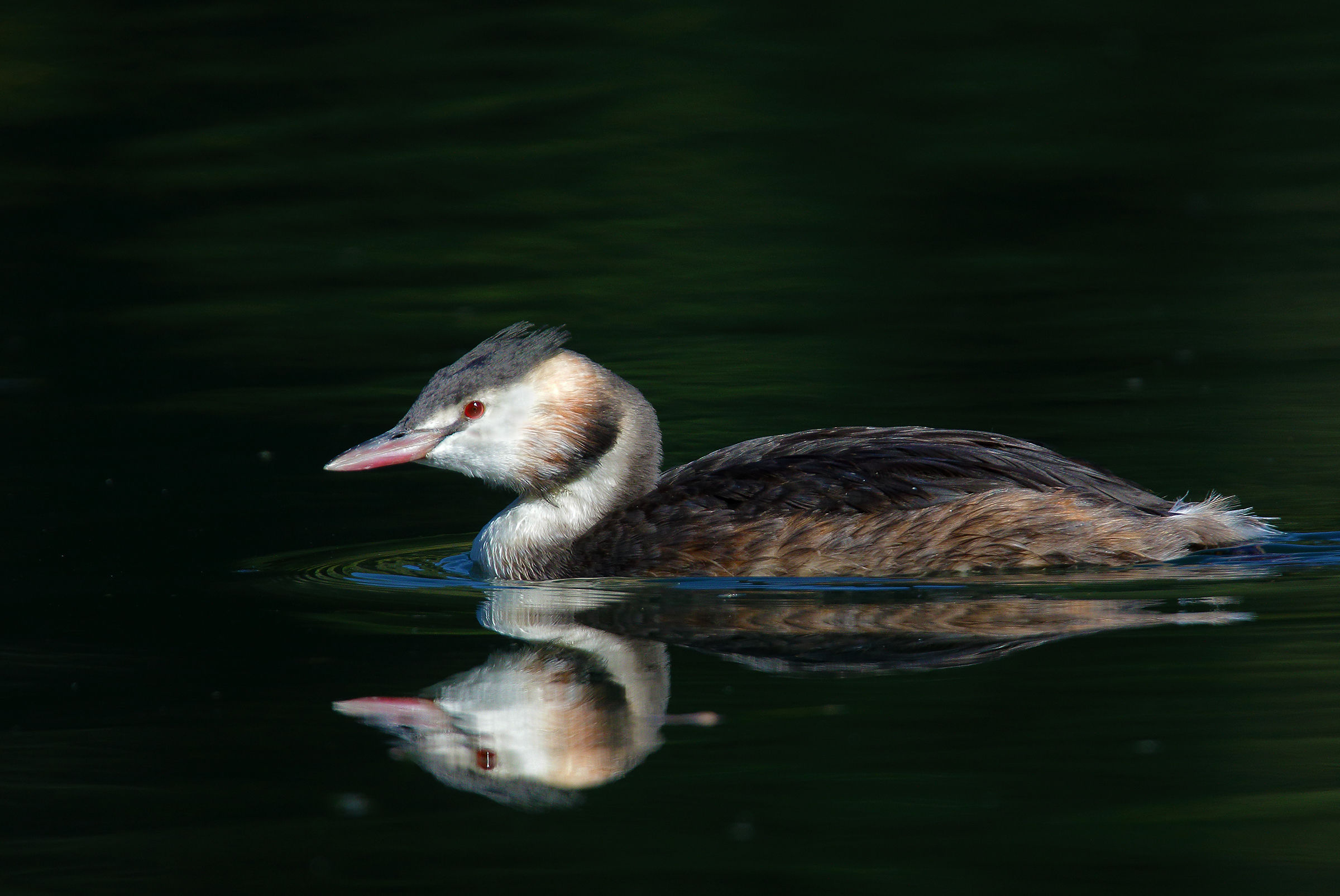 grebe