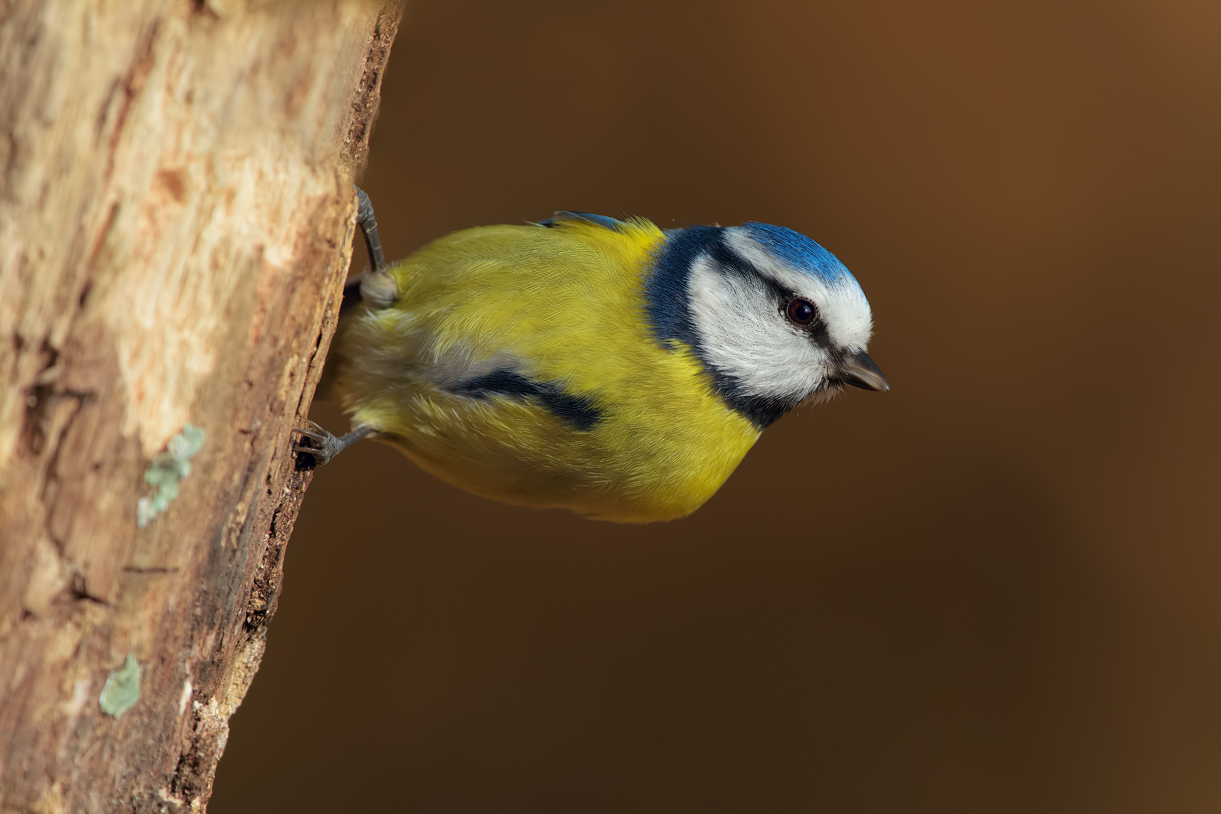 La cinciarella che pensa di essere un picchio muratore