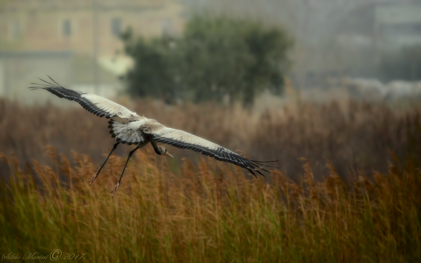 Gru, la mia prima foto 2013