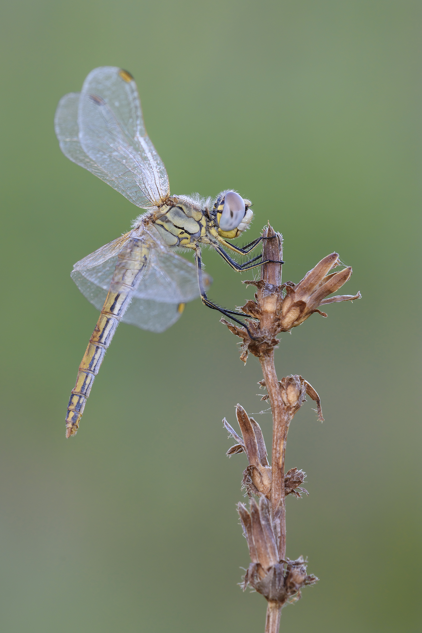 Sympetrum fonscolombei