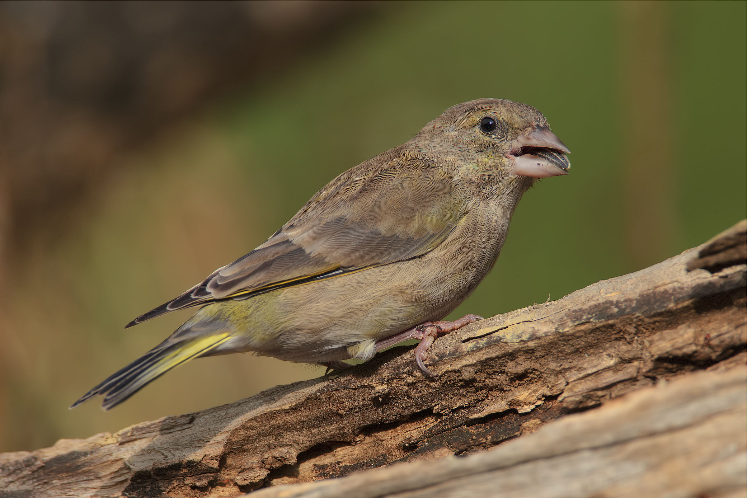 greenfinch greedy