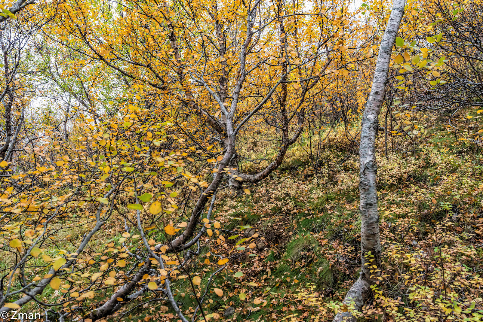 The Crack in Thingvellir