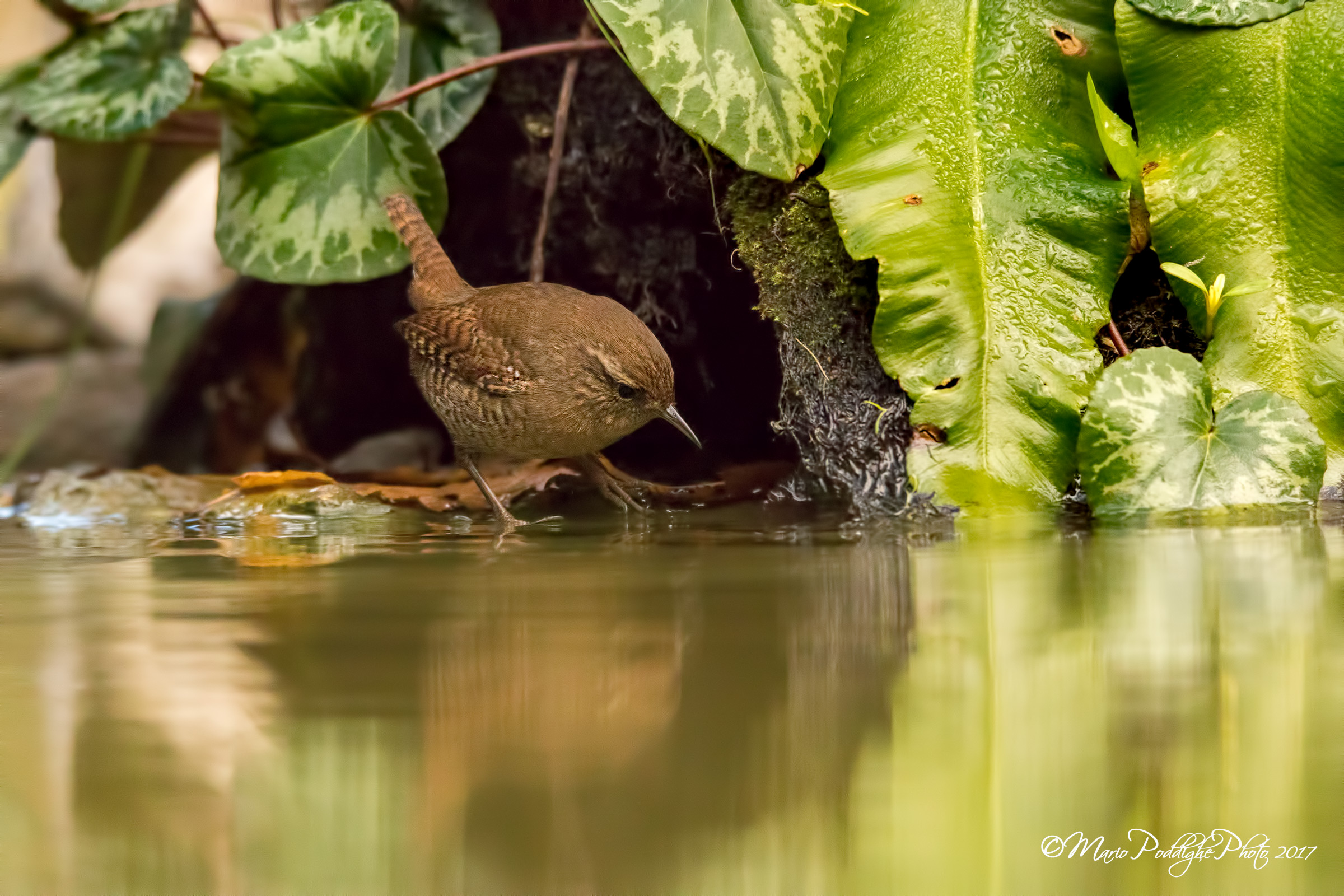 Scricciolo ambientato