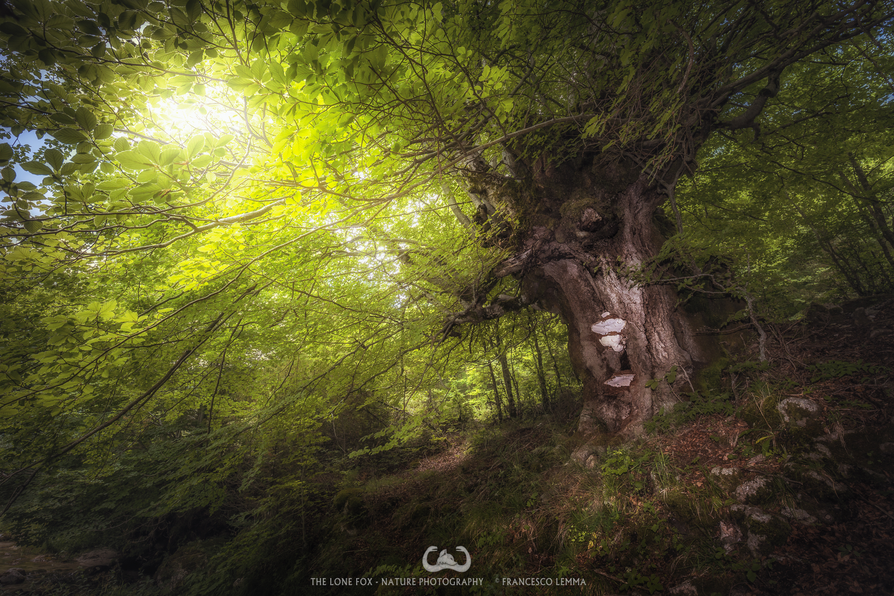 A forest in a forest