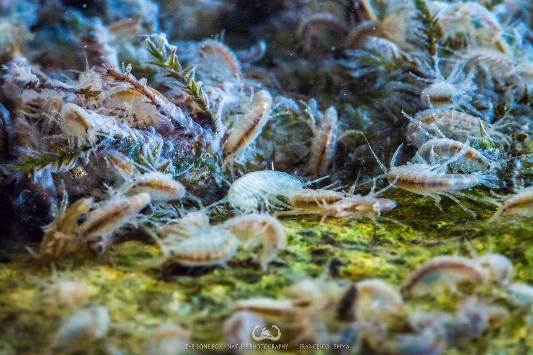 Underwater shrimps