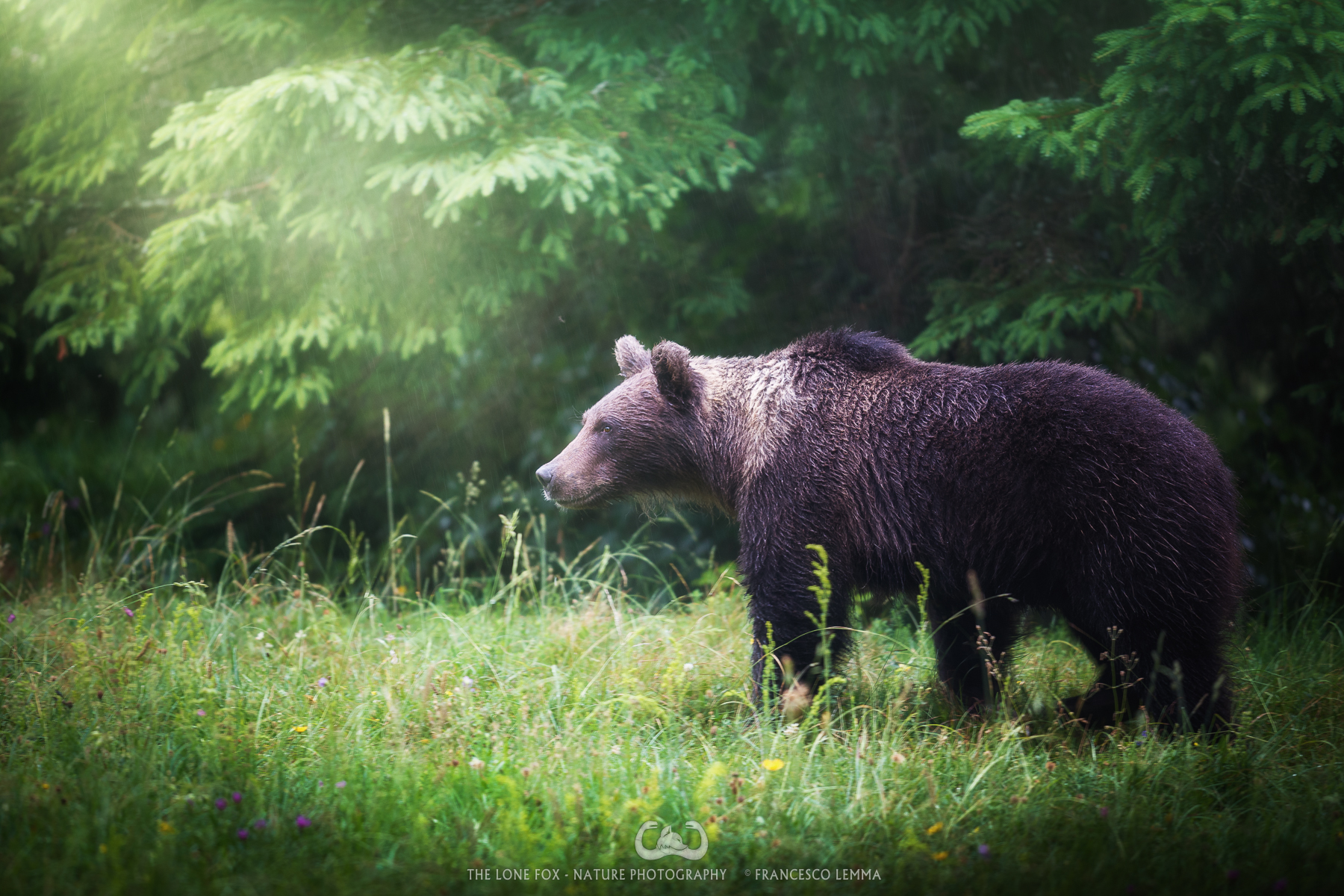The bear arrives in the rain