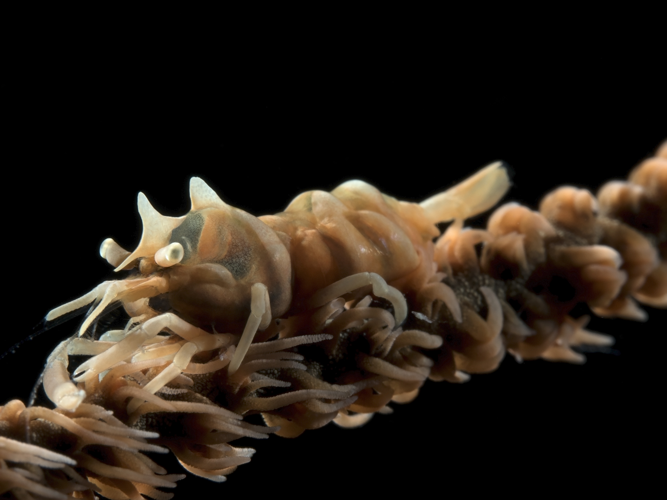 Dasycaris zanzibarica