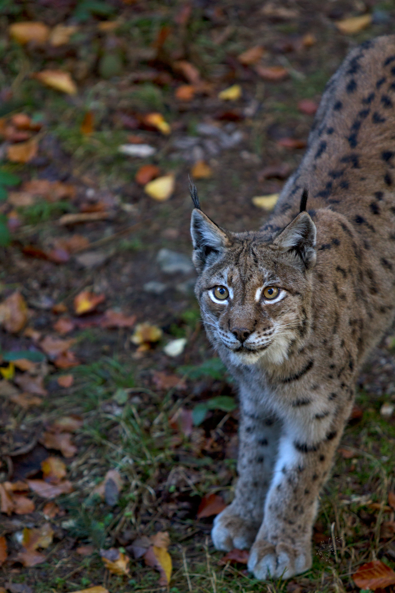 Lynx curious