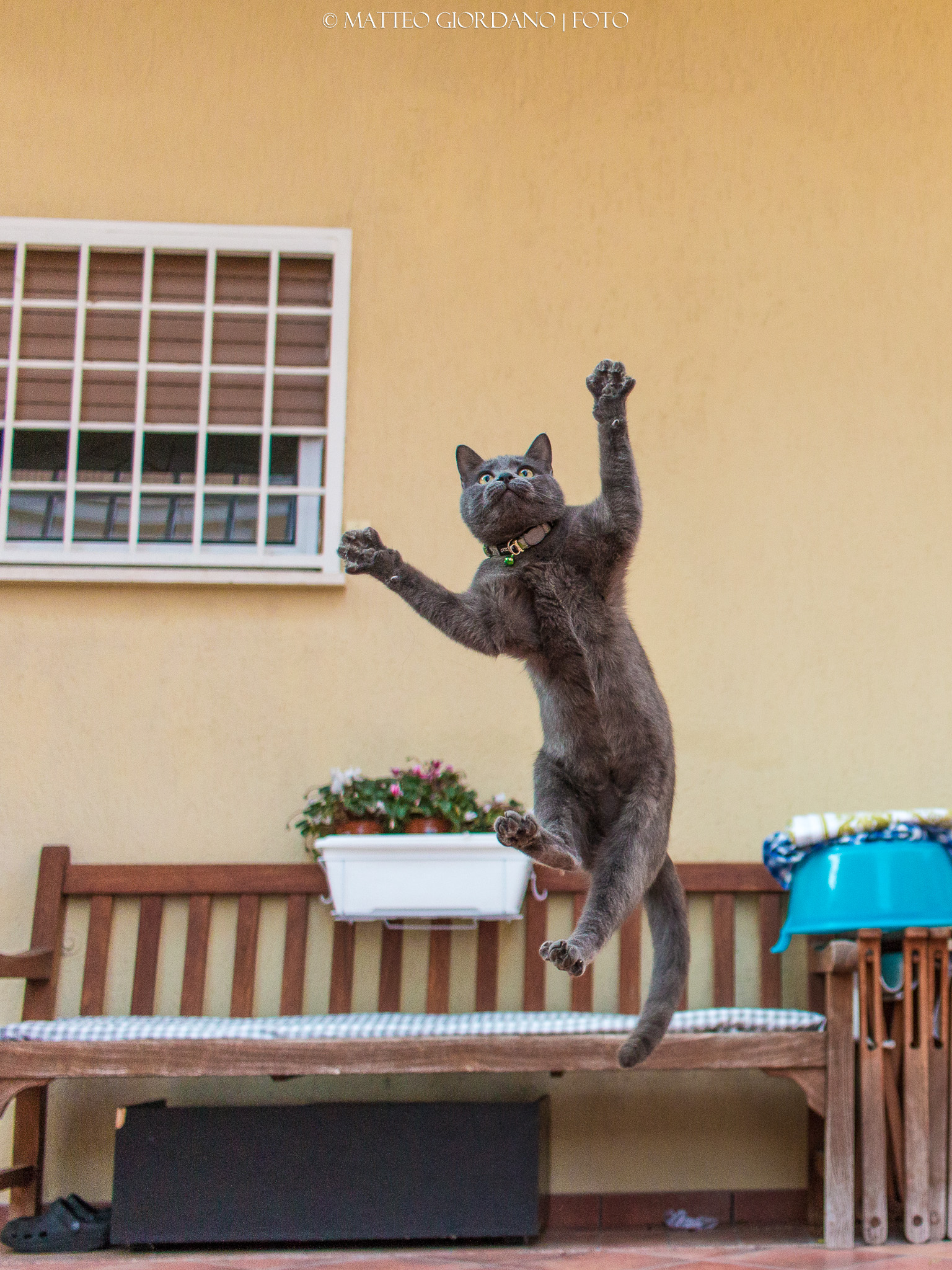 Jumping Cat