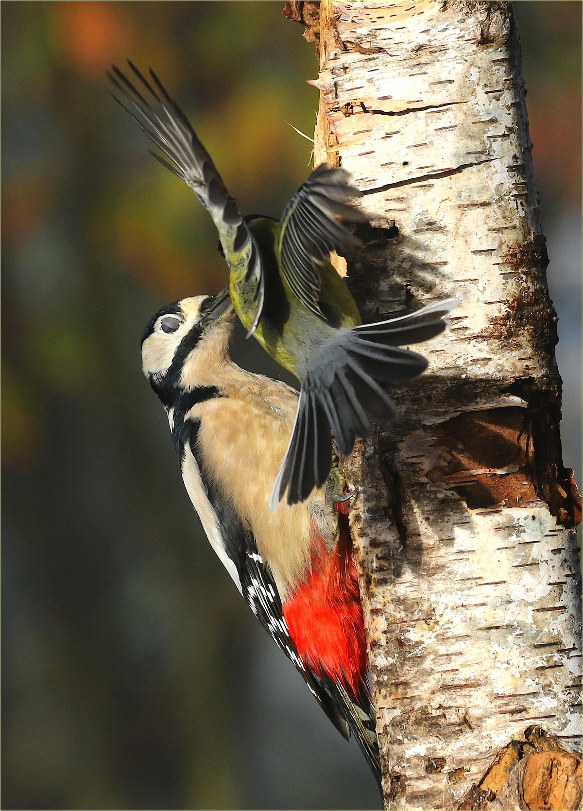 "the woodpecker and the little man"