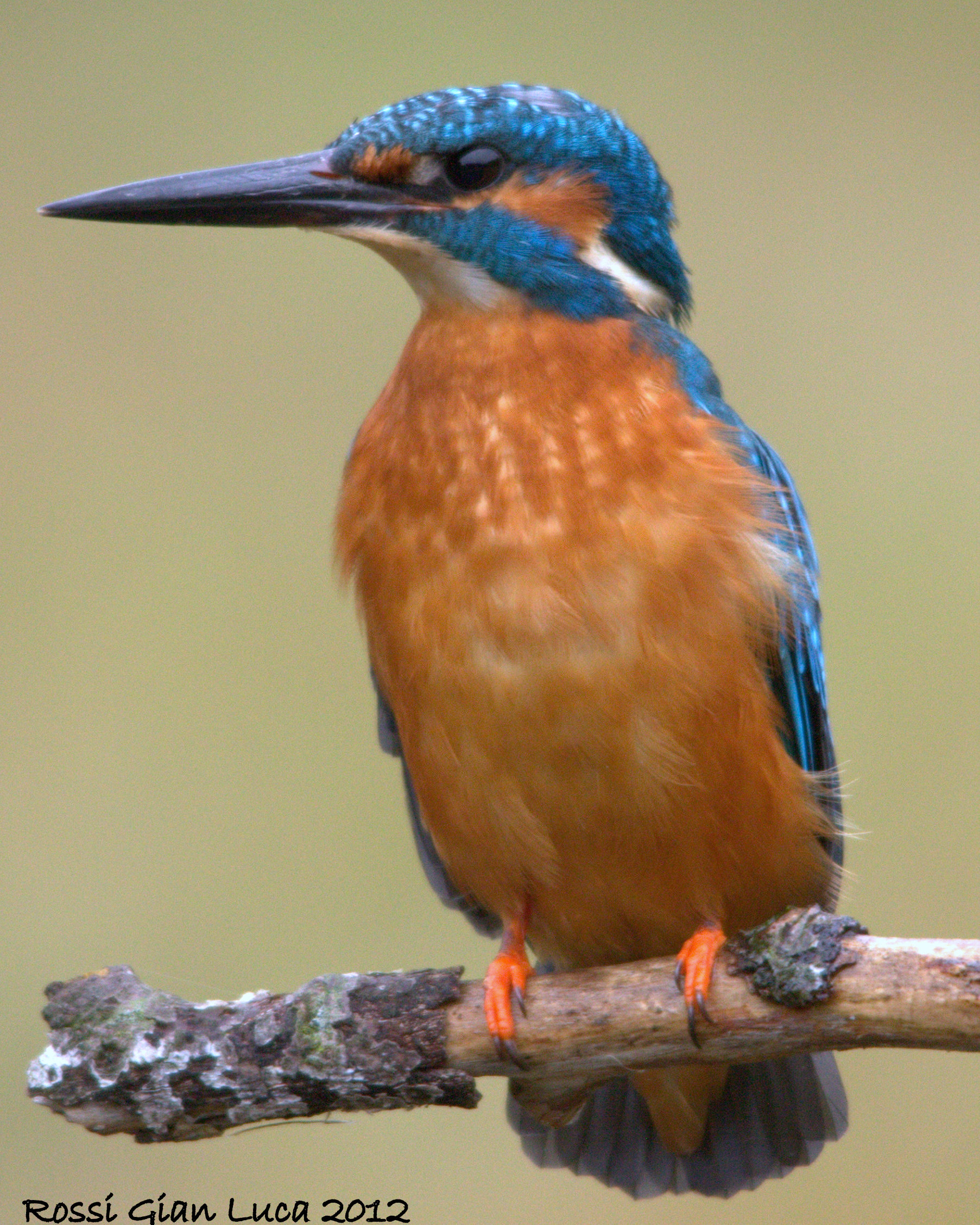 Kingfisher
