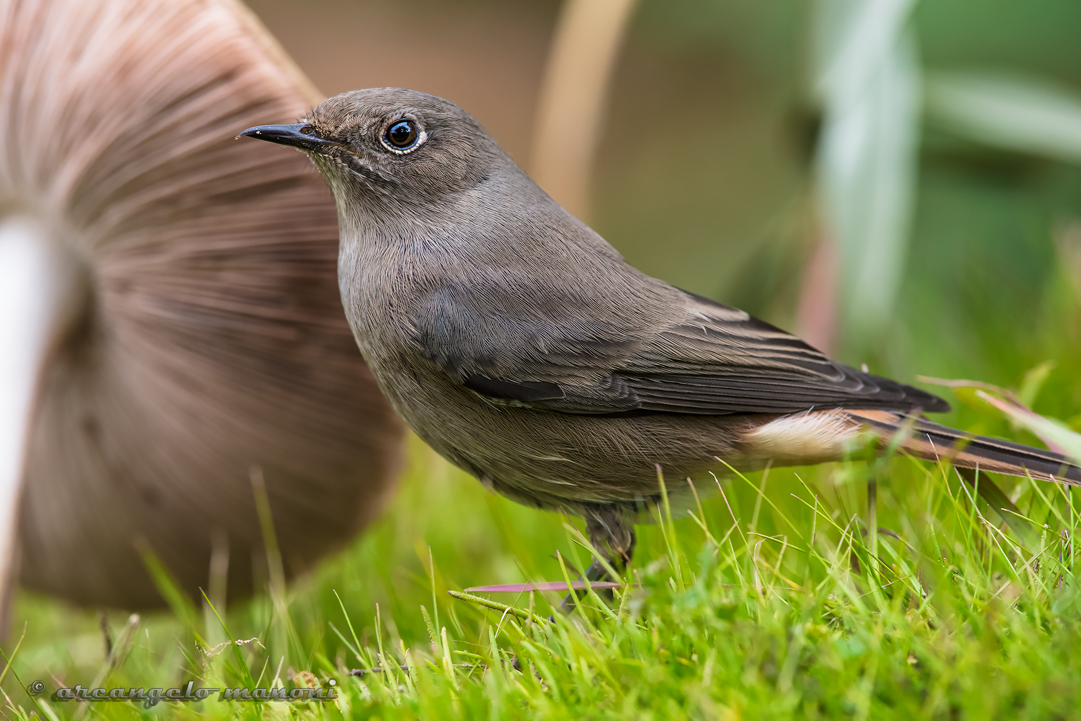 Adunc continues to visit me