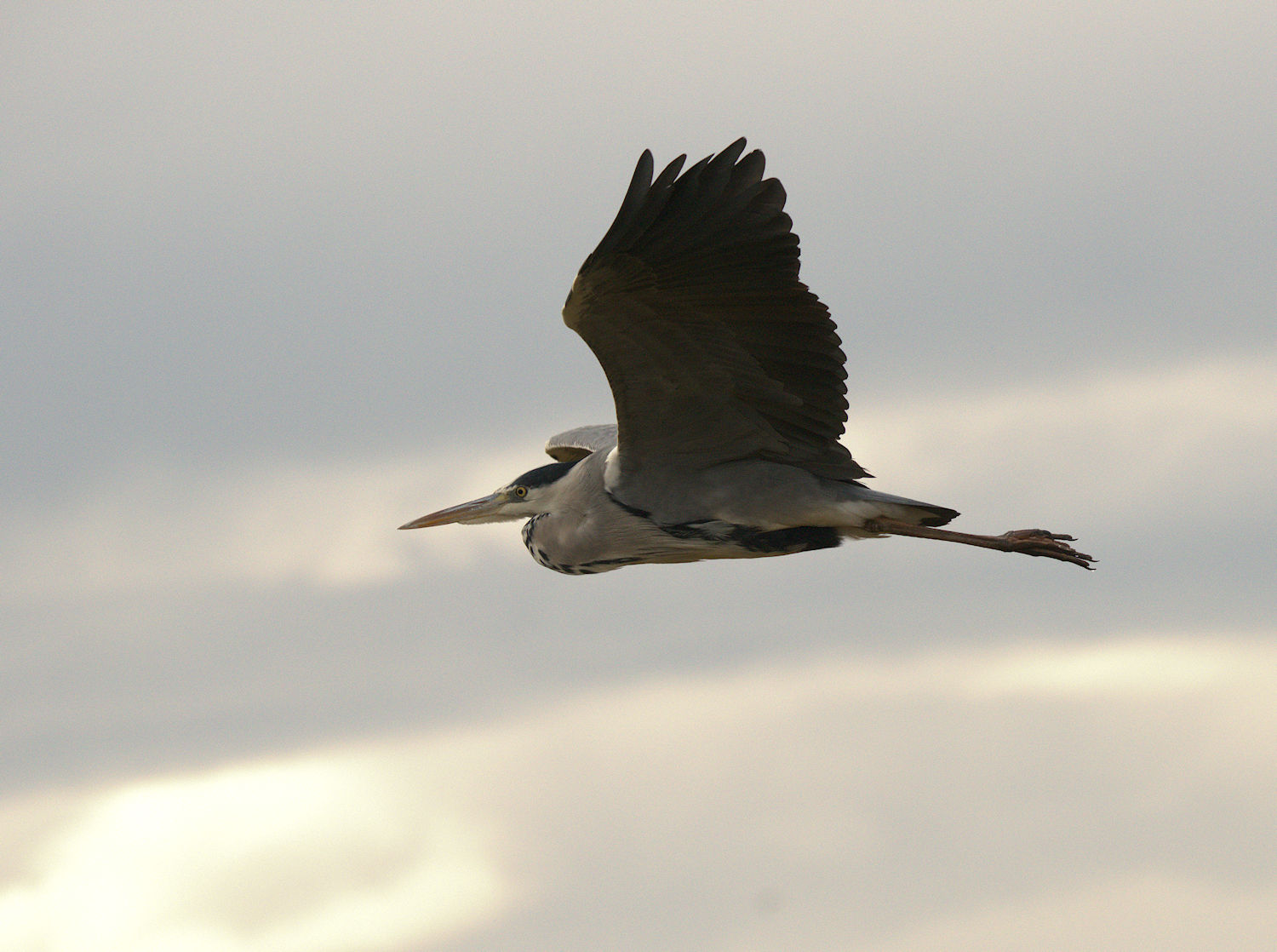 Grass heron