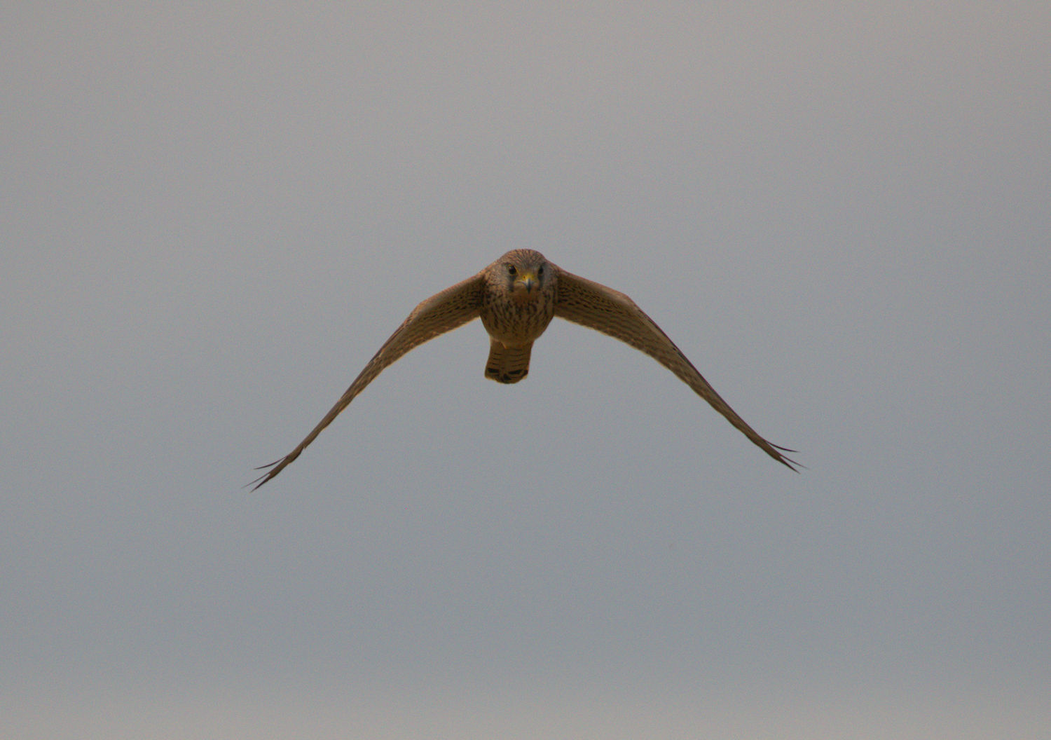 Kestrel