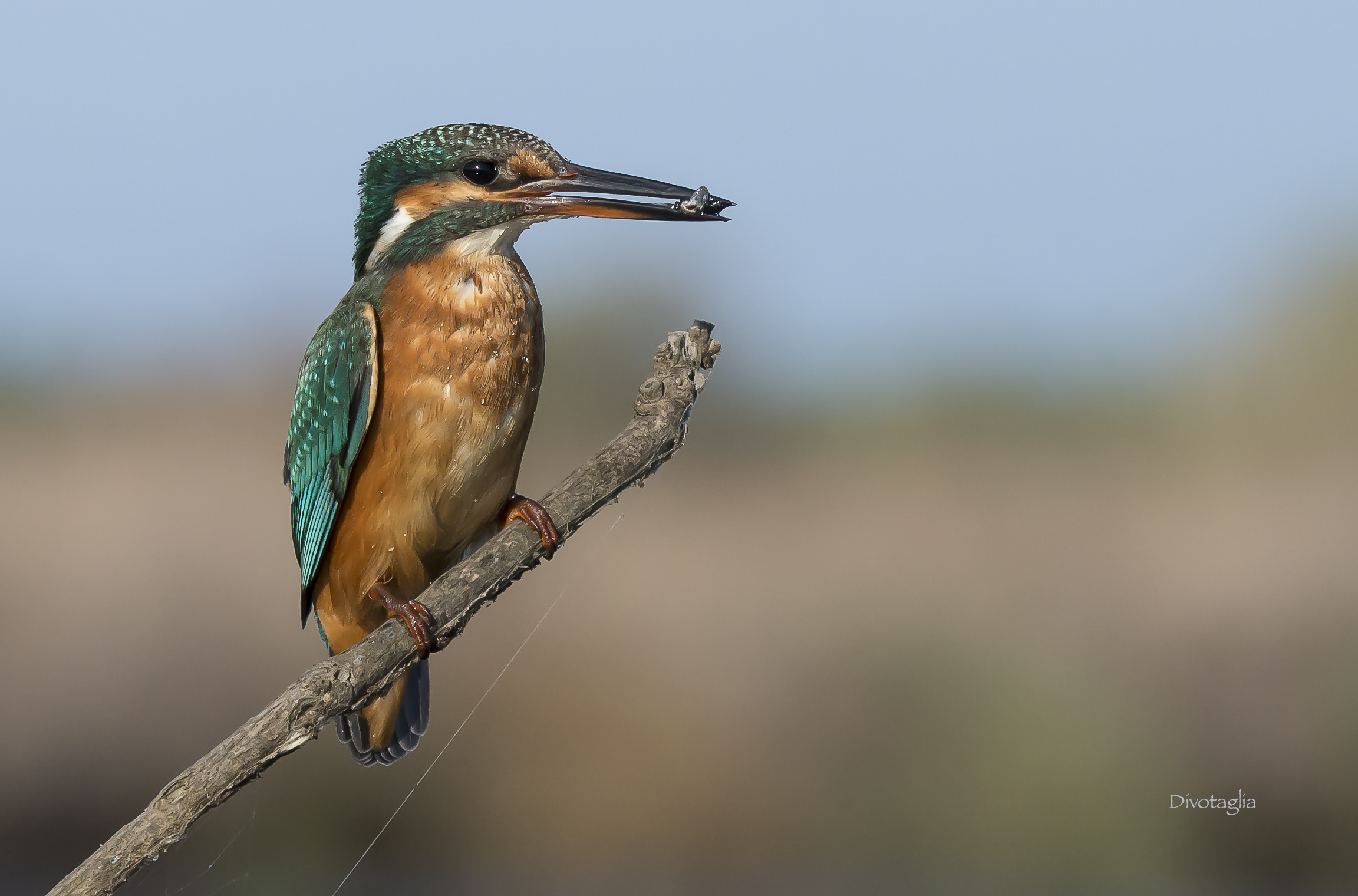 Kingfisher