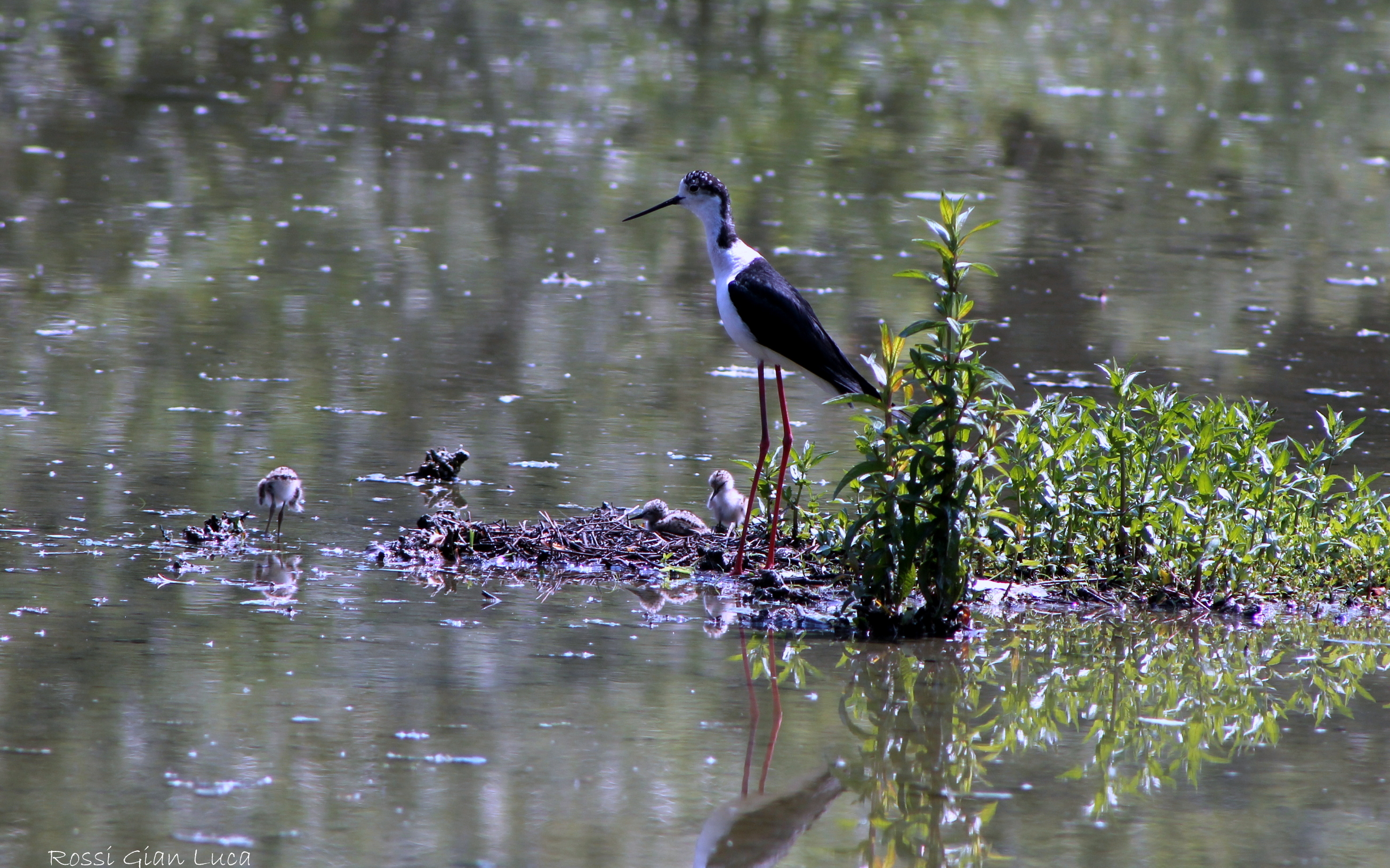 knight of Italy with a week-old chicks
