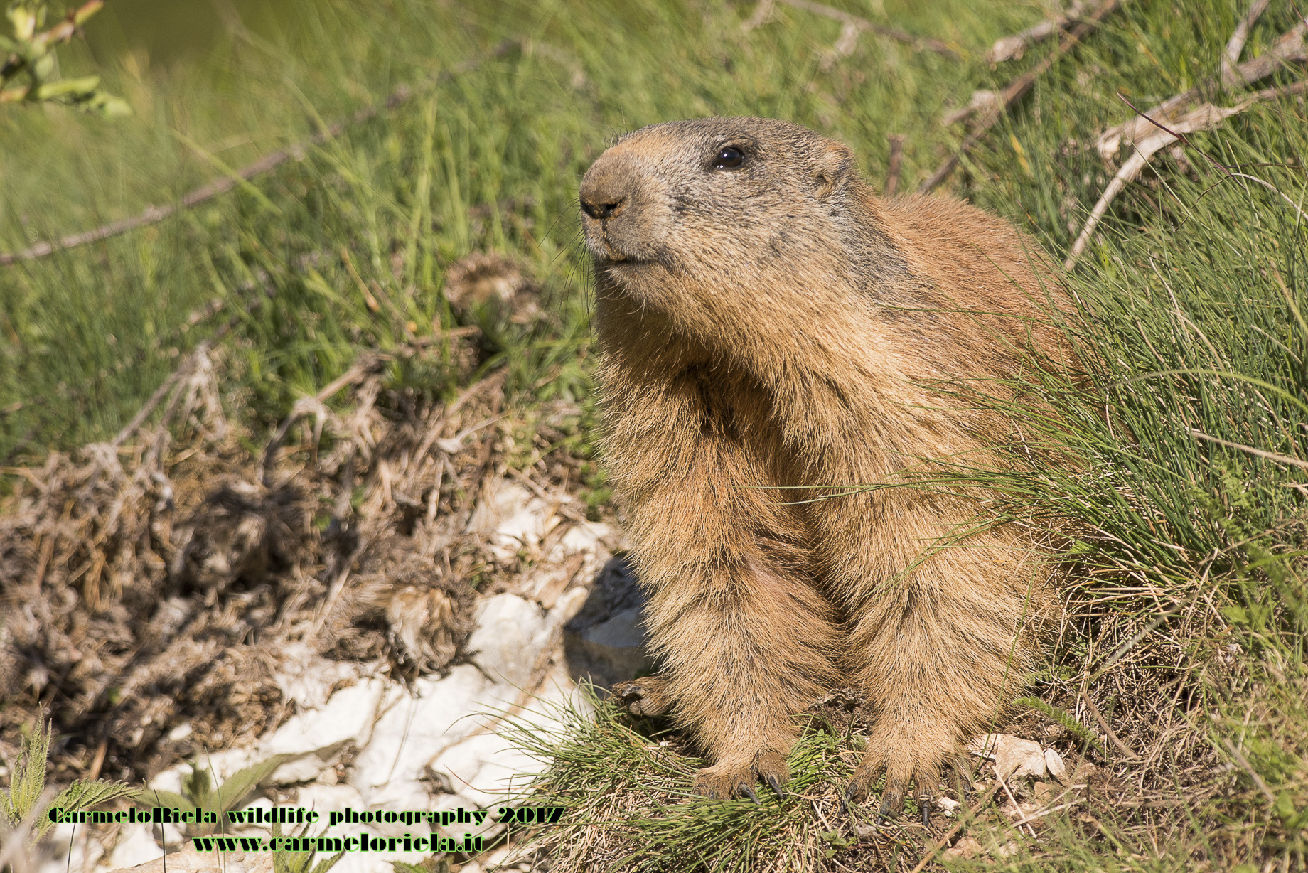 Marmotta in perlustrazione