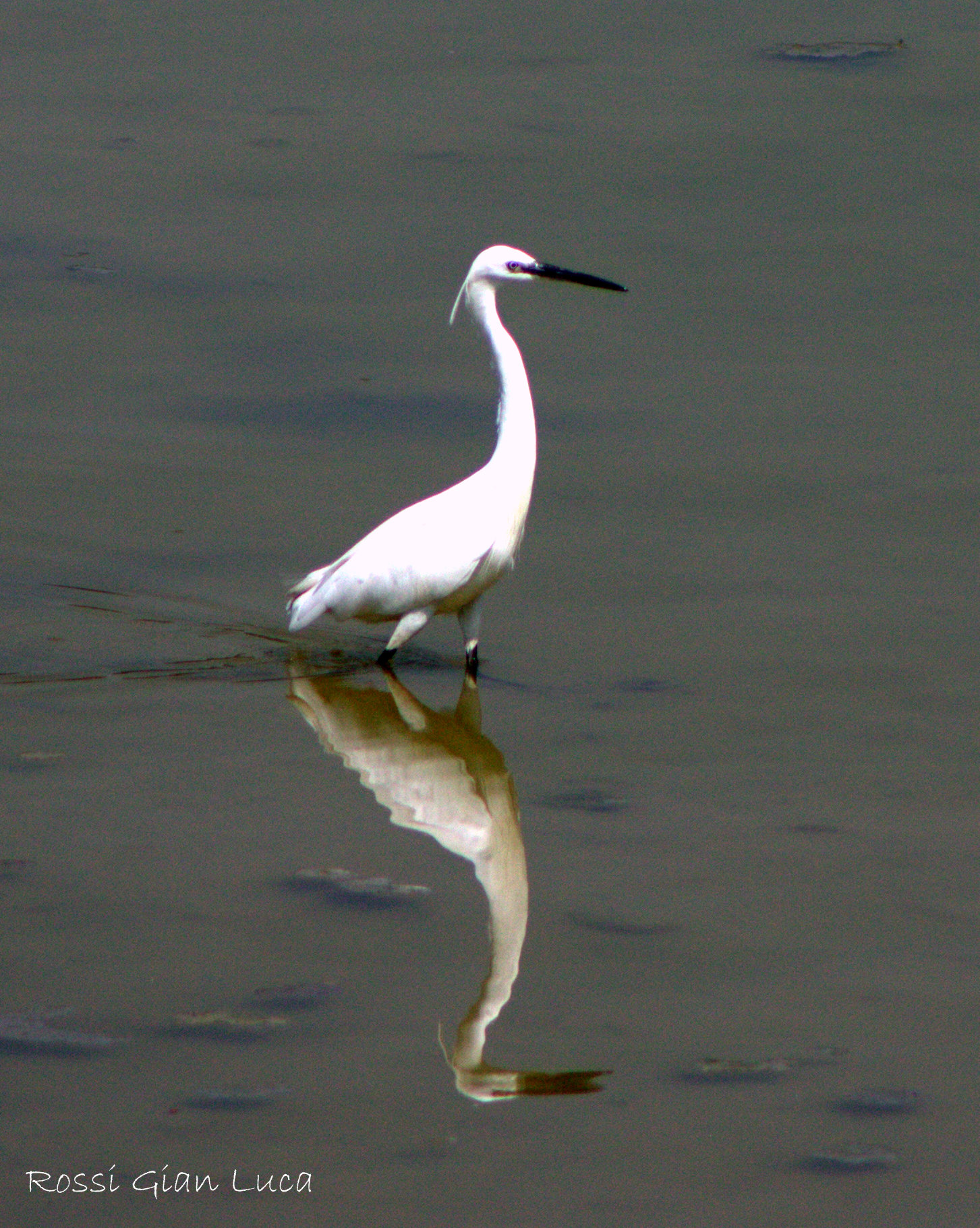 Egret
