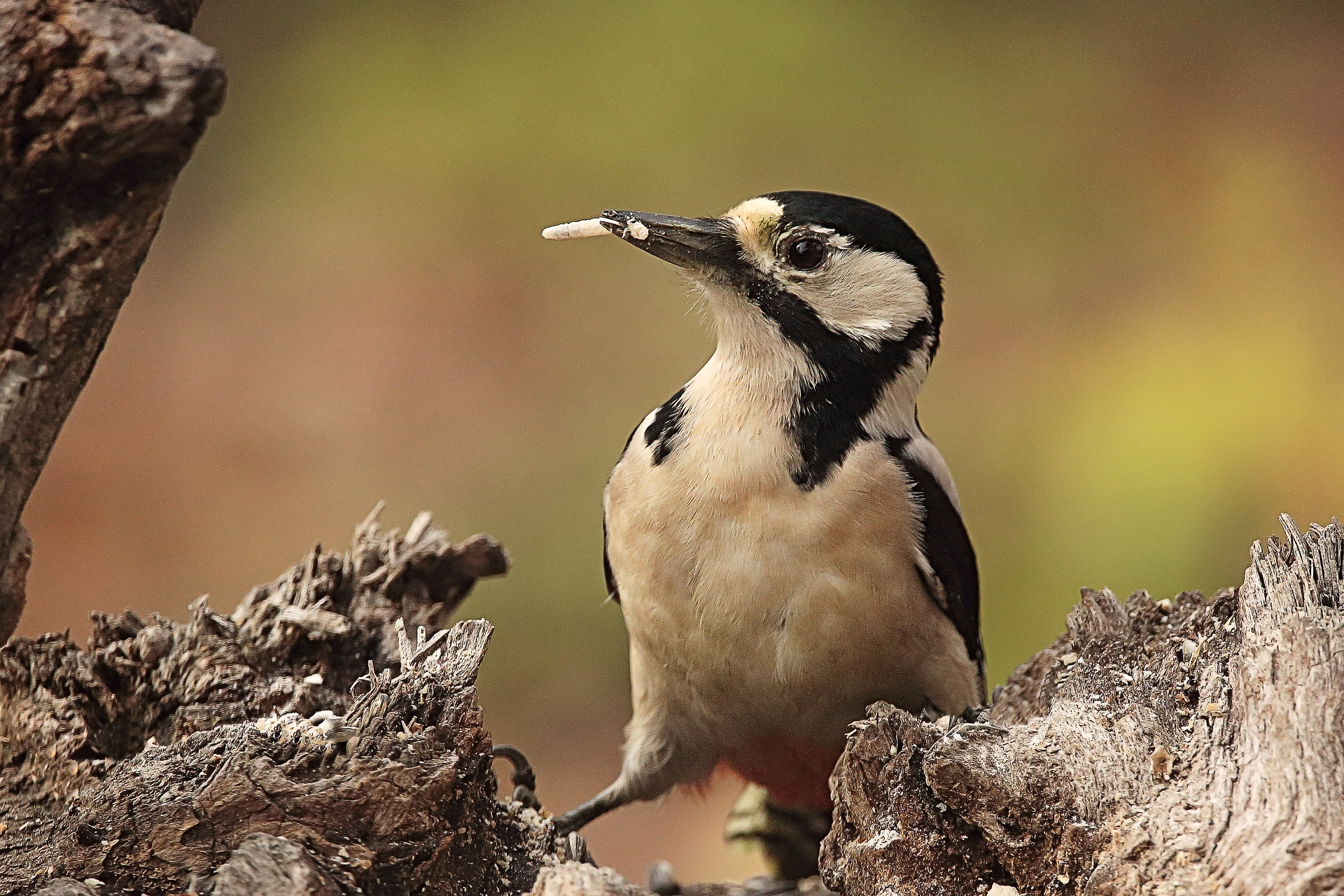 red woodpecker