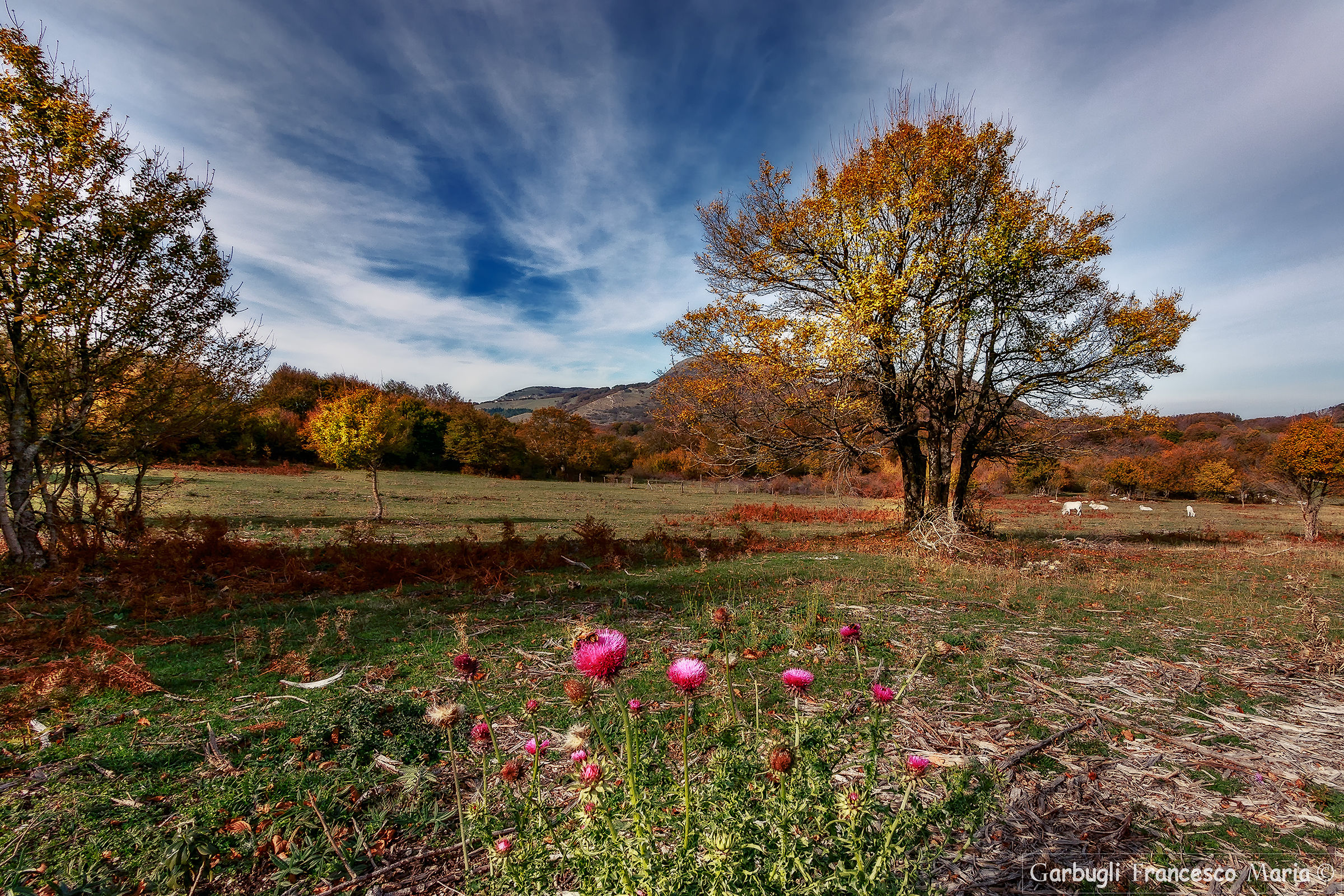 Flowers and Bee in Canfaito ......