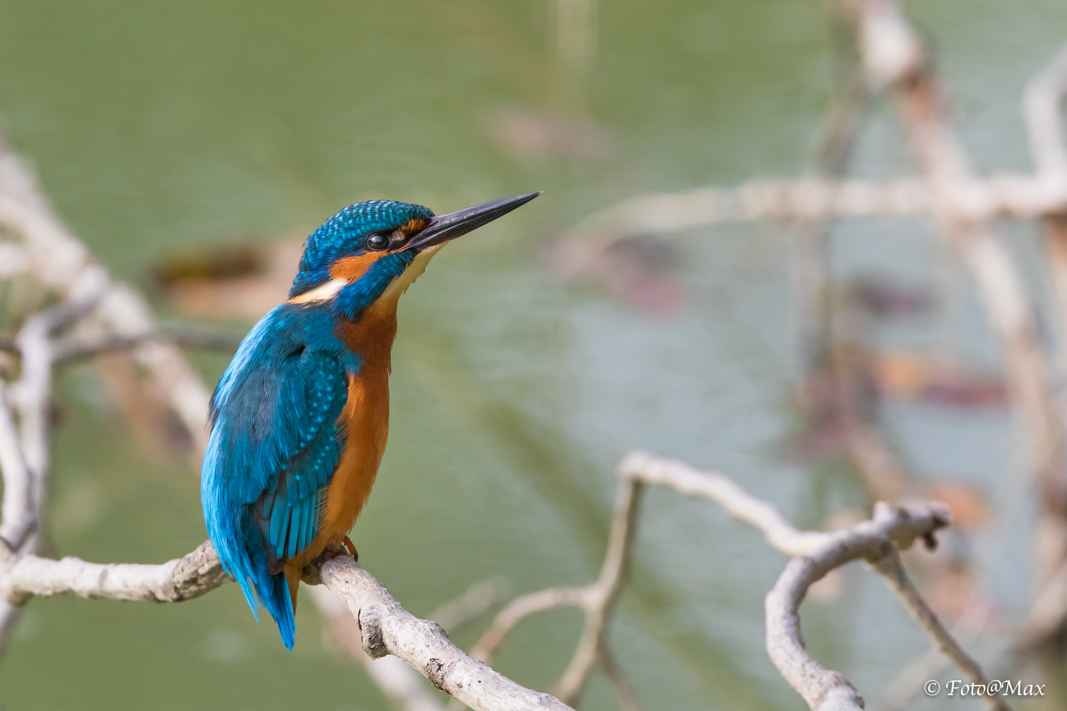 massima attenzione !