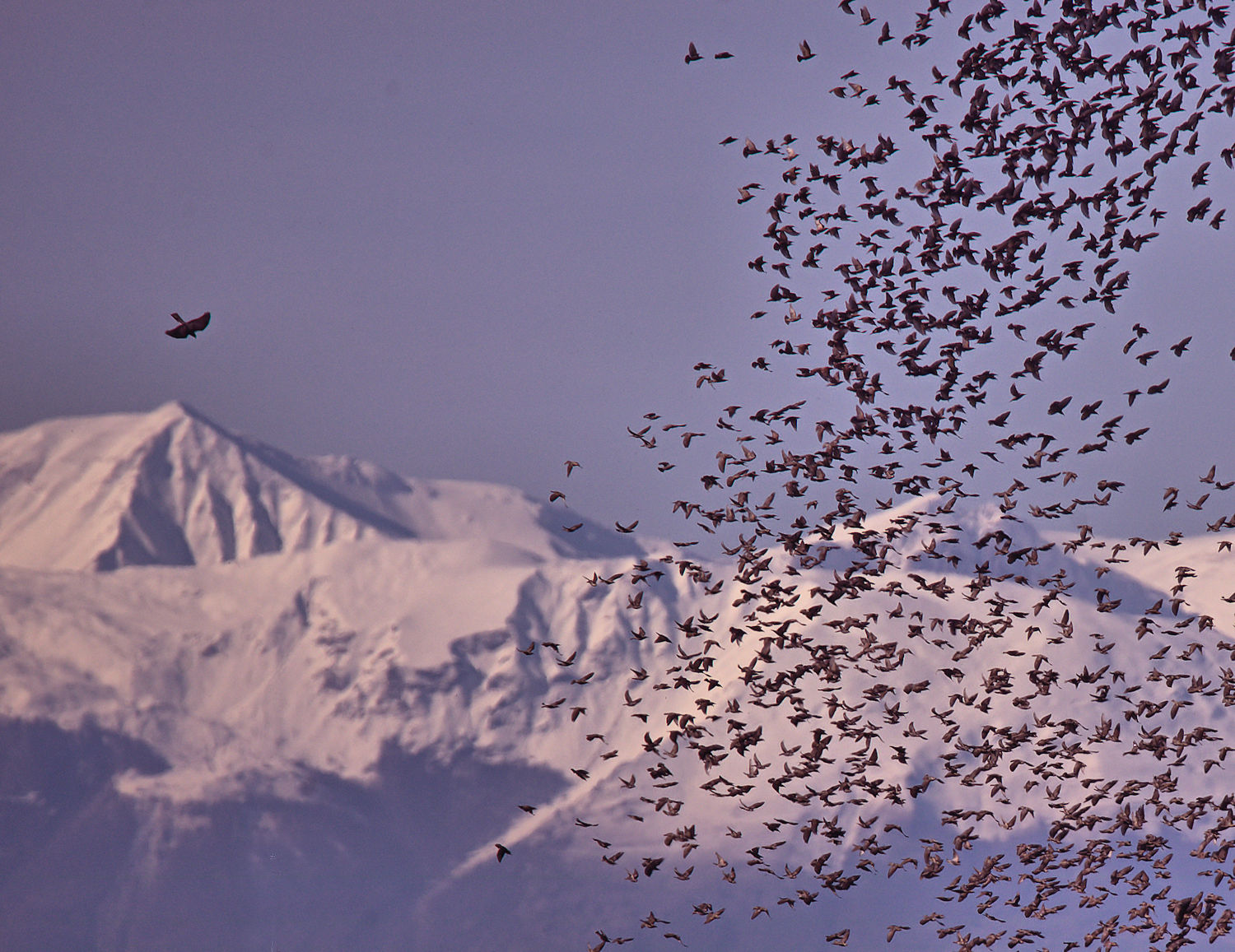Sparviero che attacca gli storni