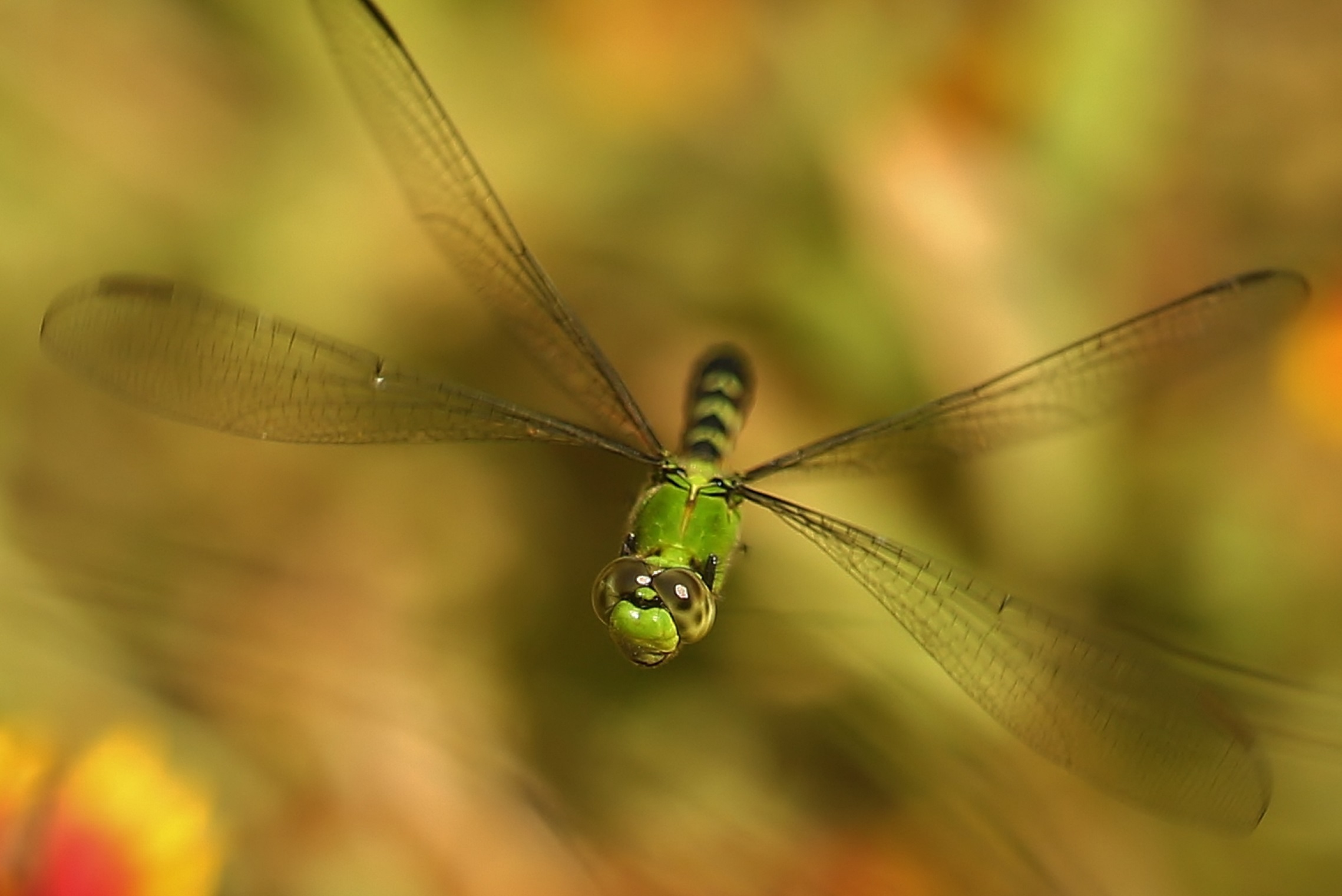 Una libellula verde