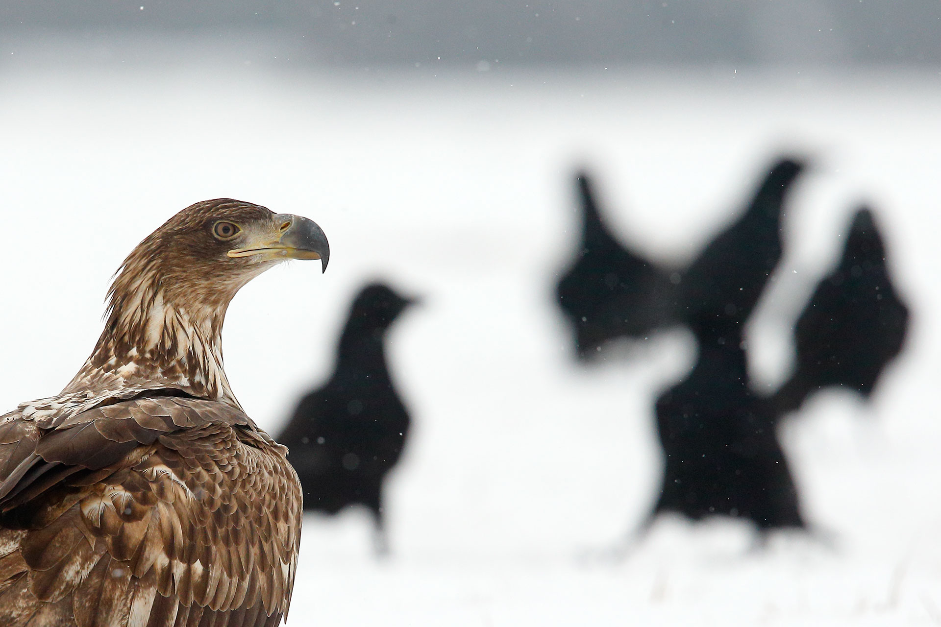 Aquila e corvi