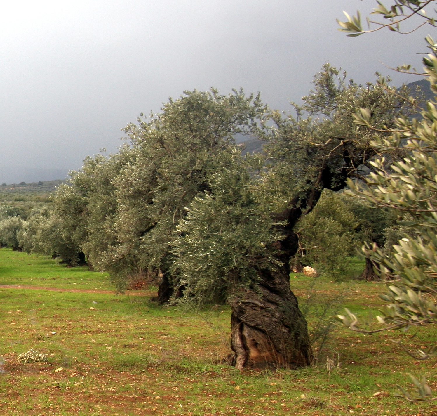 4553-Olive trees in the area