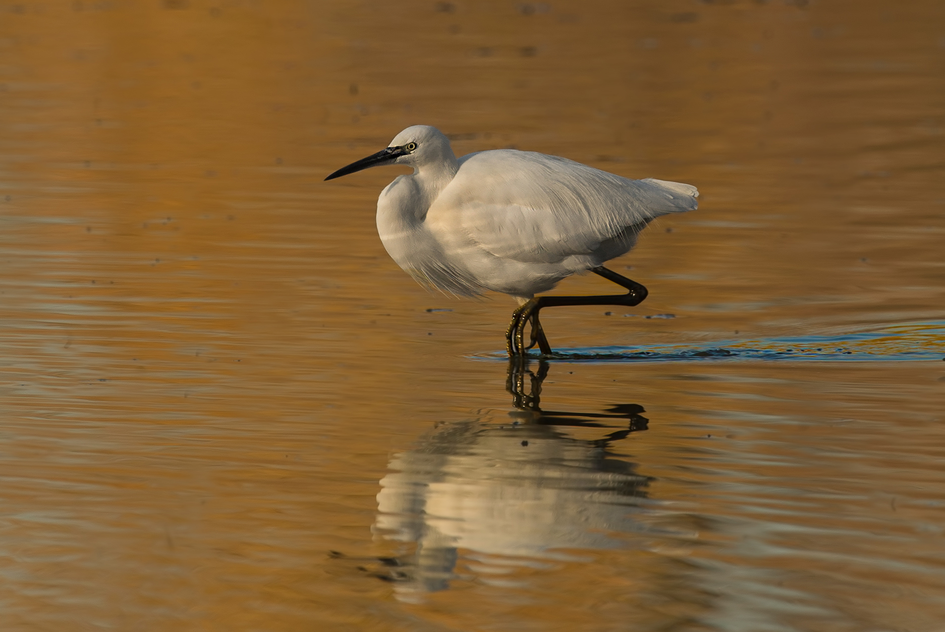 egret