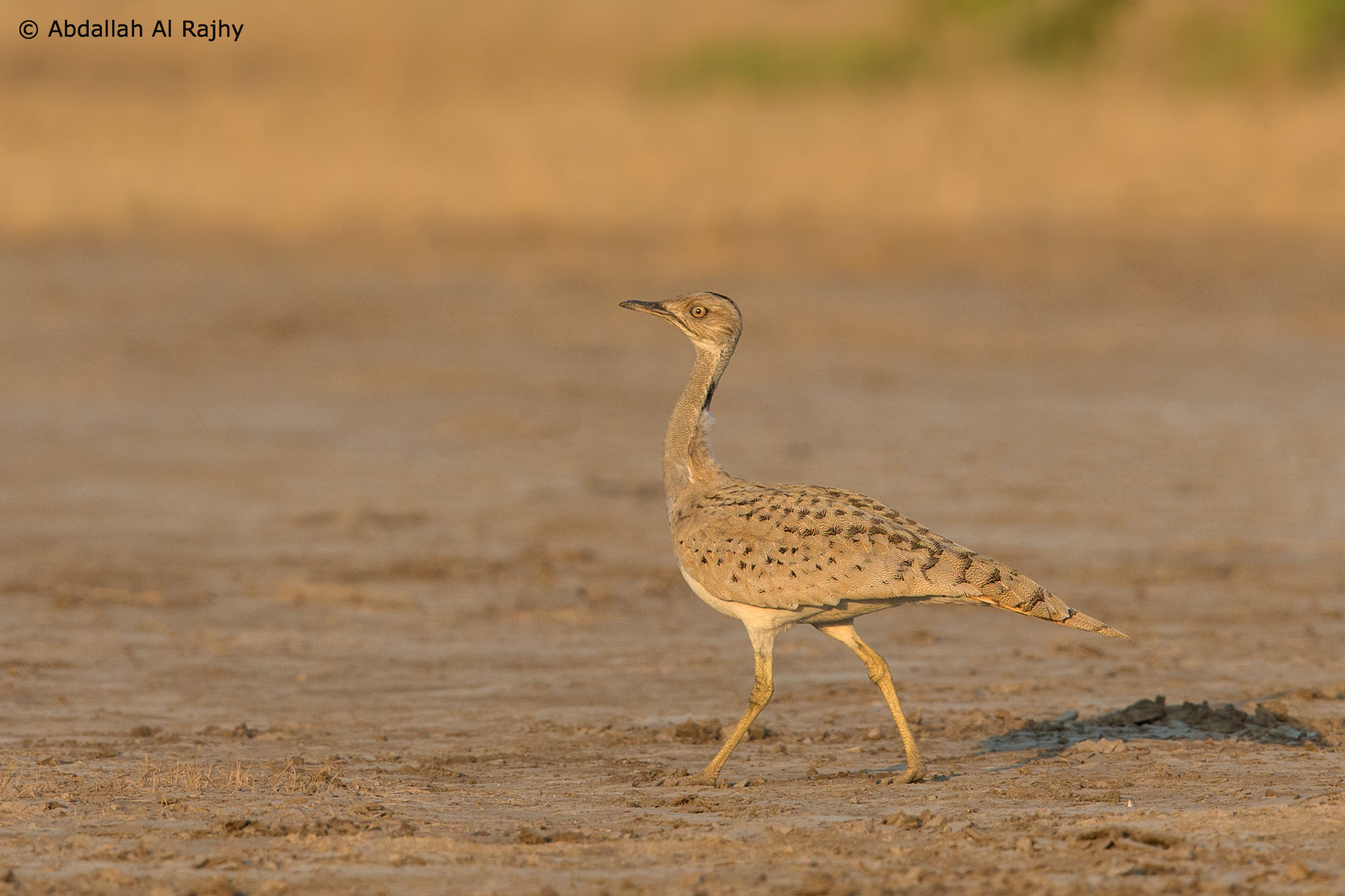 Houbara Bustard