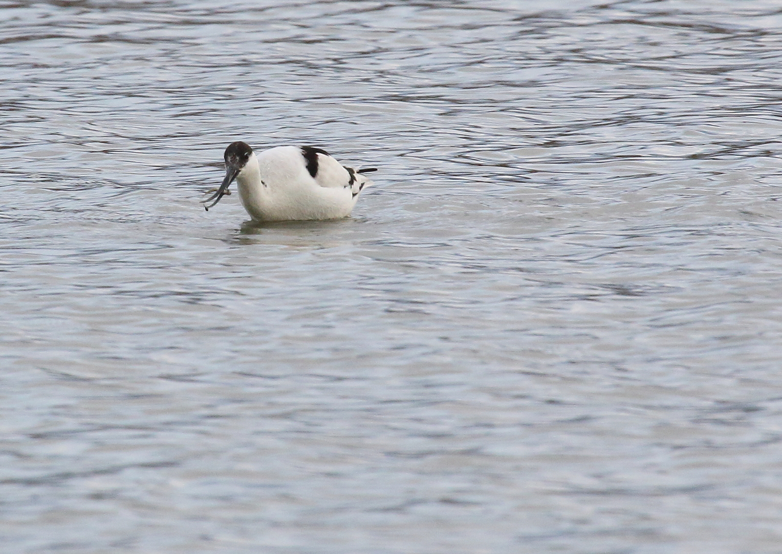 Avocet
